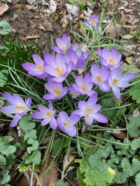 Crocus.jpg