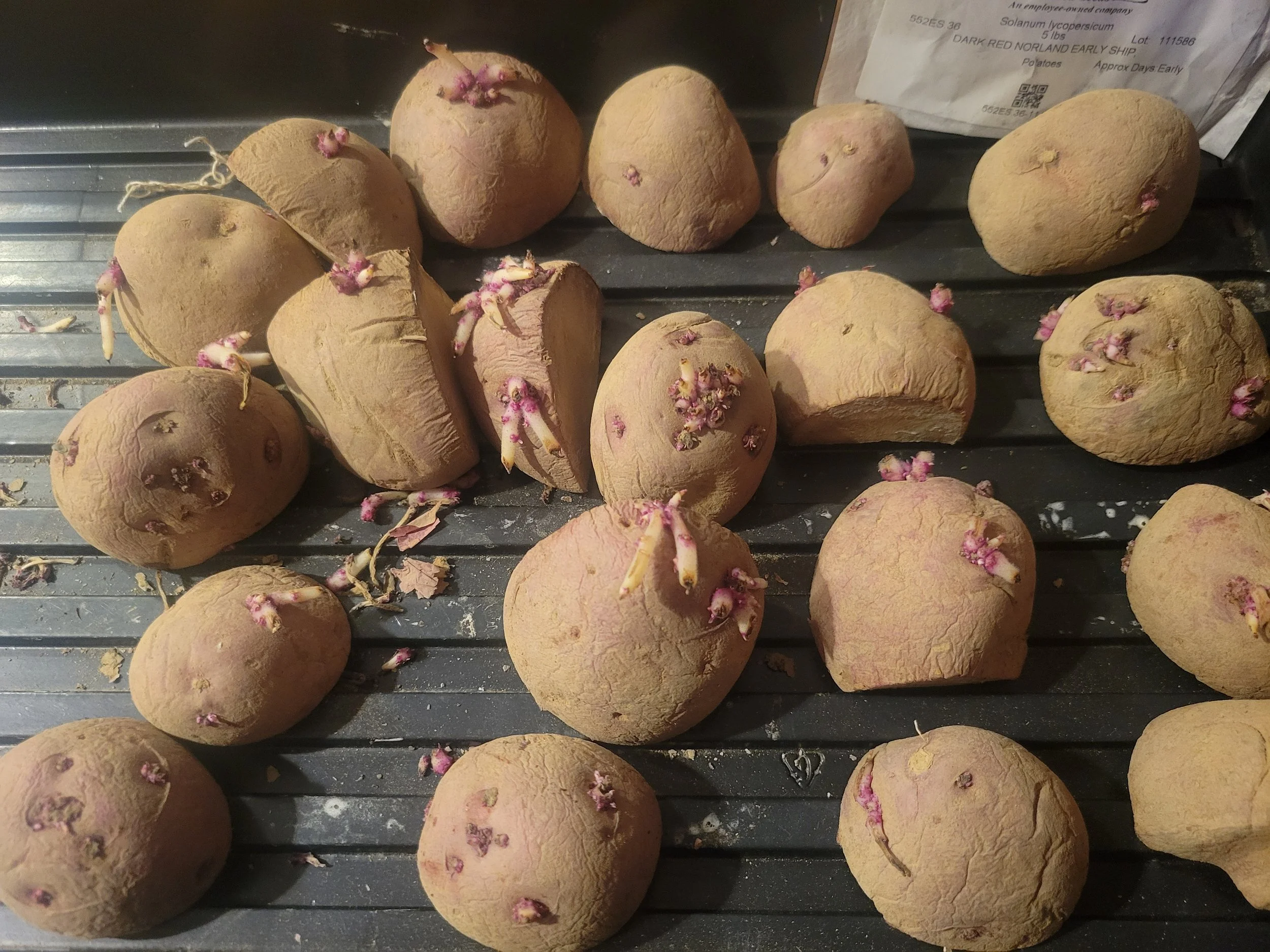 Planting Potatoes on St. Patrick’s Day