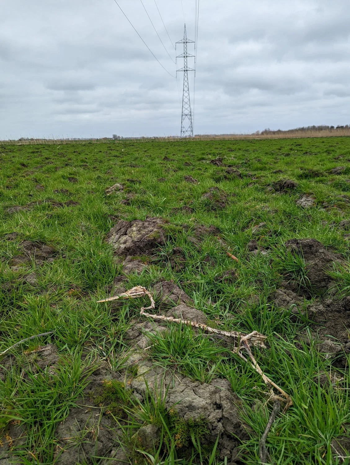 A desiccated animal skeleton lying on a grassy field with a large electrical transmission tower in the background under an overcast sky.