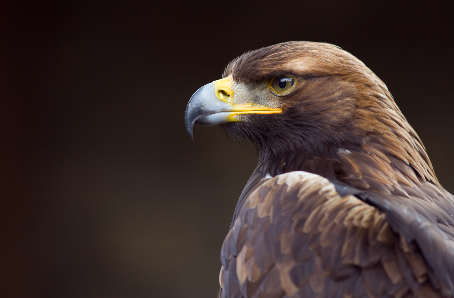 Close-up of a golden eagle with a dark background.
