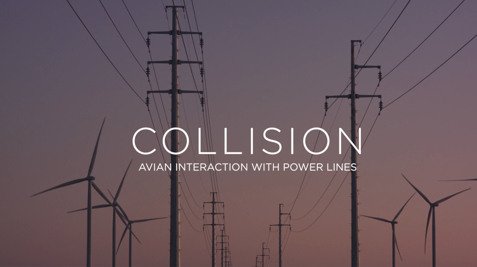 Electric power lines and wind turbines at dusk with overlaid text 'Collision: Avian interaction with power lines'.