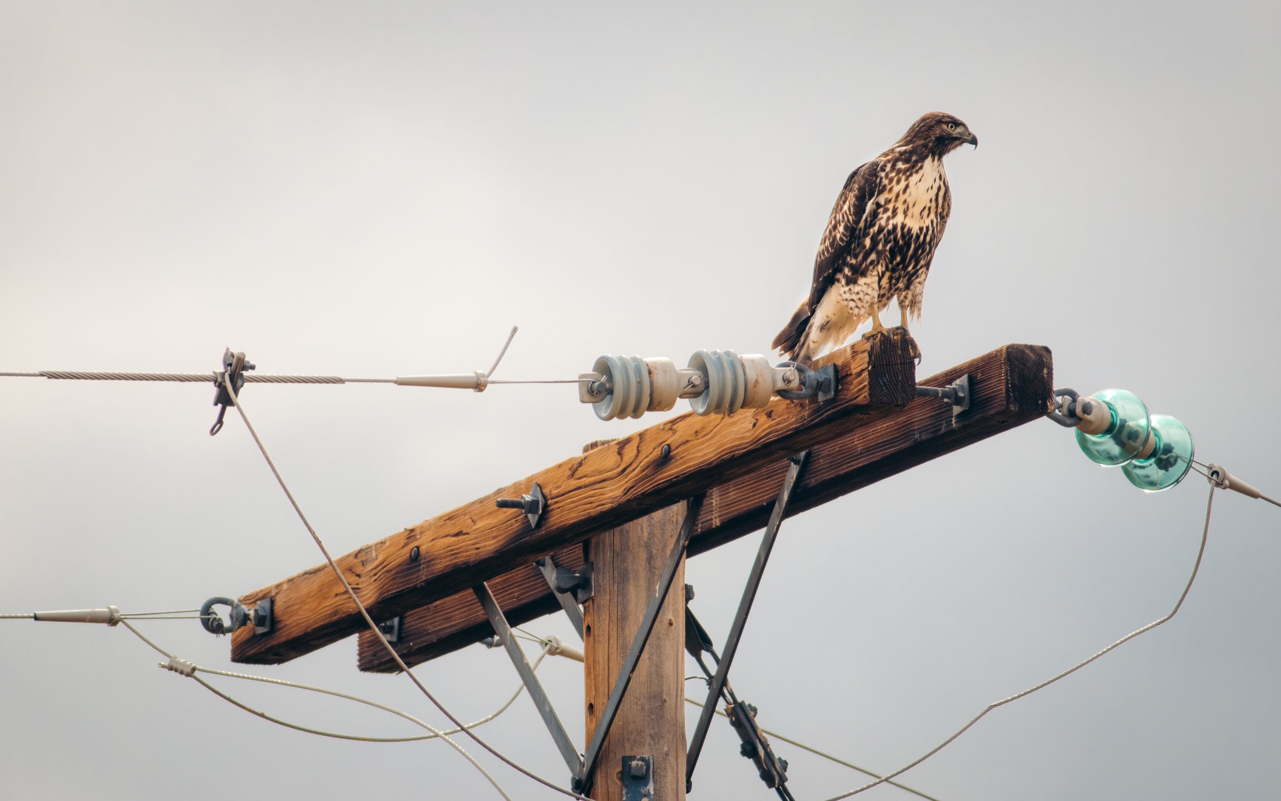 A hawk perched on top of a utility pole against a cloudy sky.
