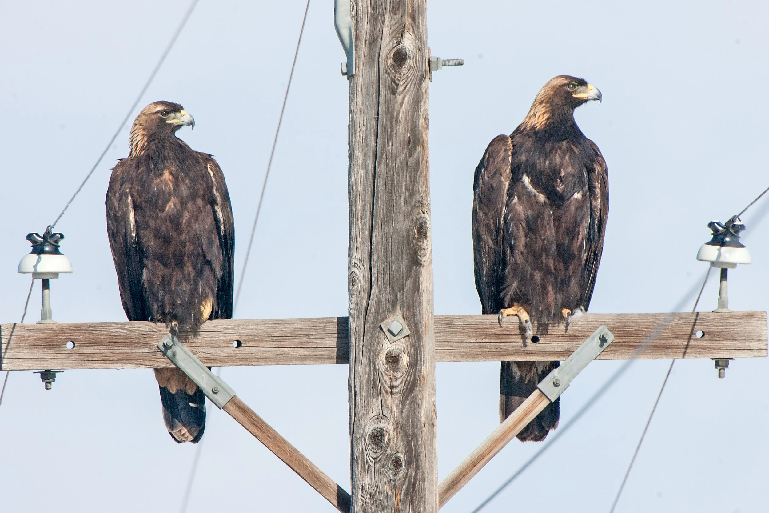 Two large brown eagles perched on a wooden utility pole against a pale blue sky.