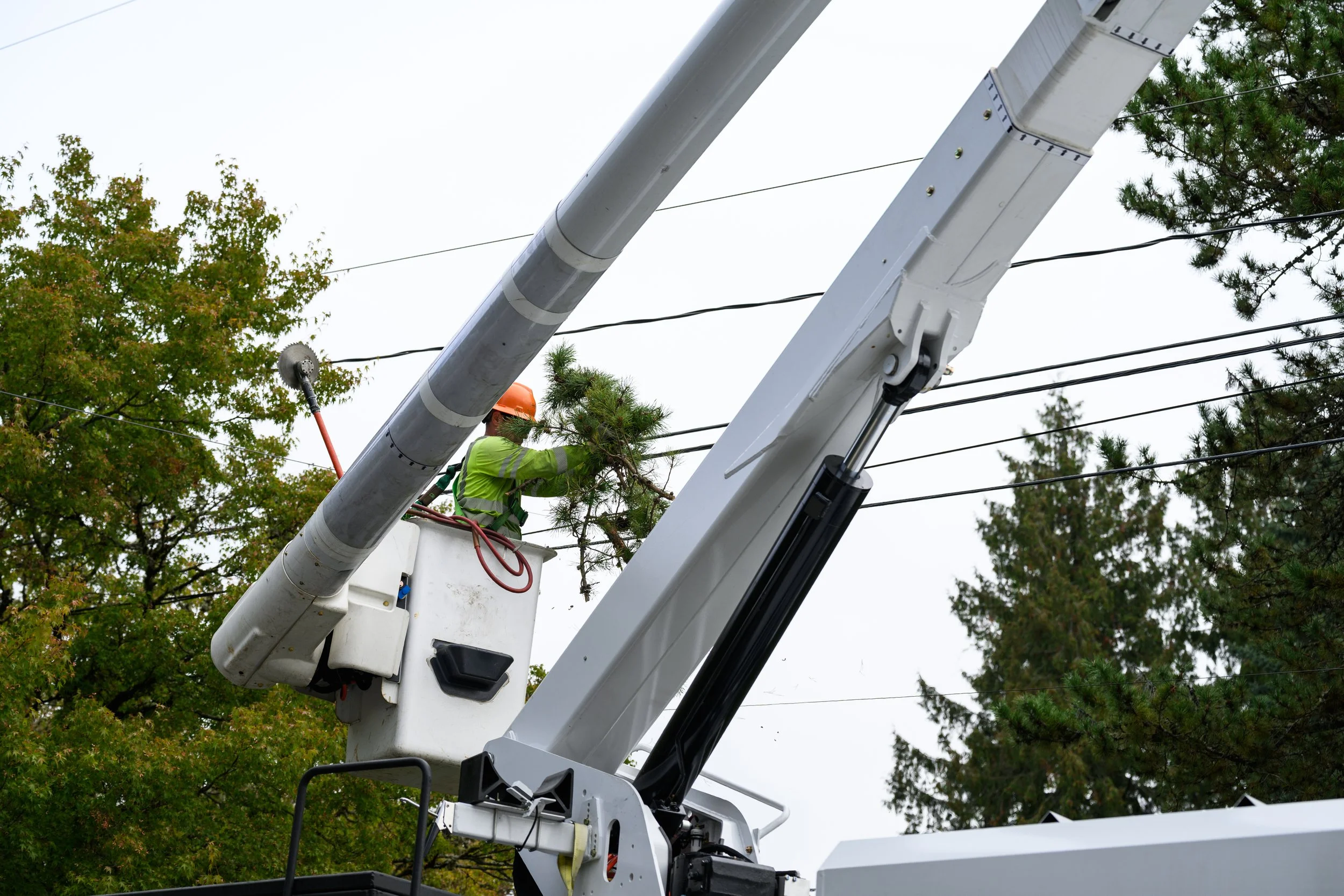 A utility worker in a bucket lift trimming a tree near power lines.