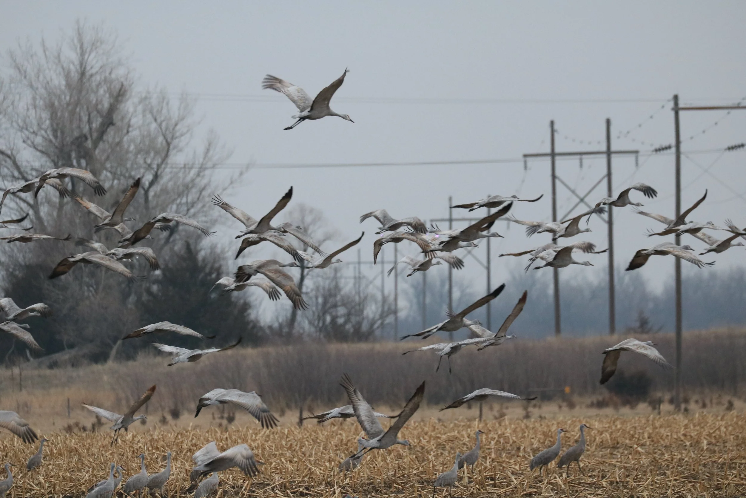 A flock of birds flying over a harvested field with power lines and leafless trees in the background on a cloudy day.