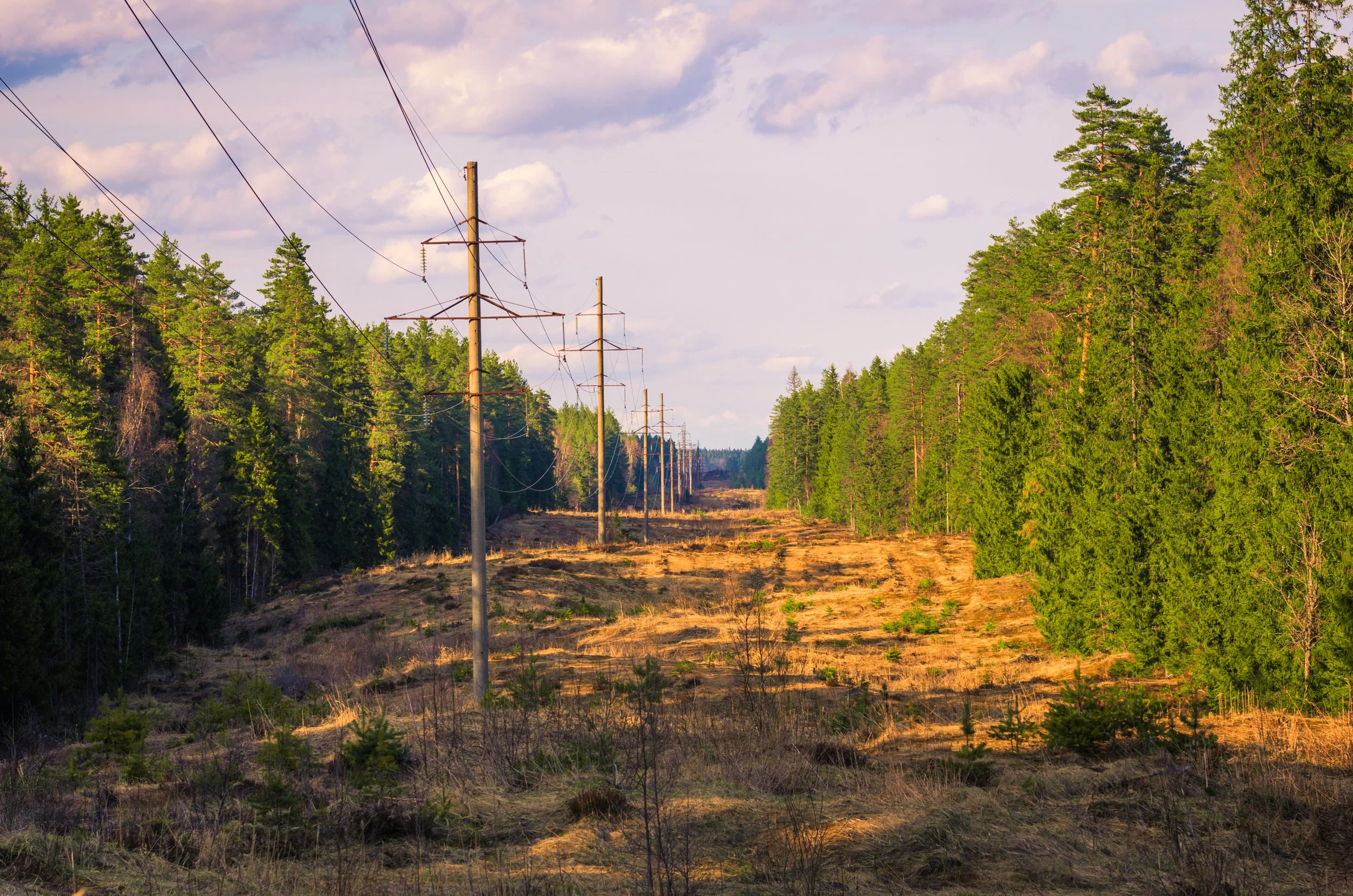 A landscape scene showing utility poles with power lines extending into the distance, cutting through a cleared, dirt area surrounded by dense green pine trees under a partly cloudy sky.