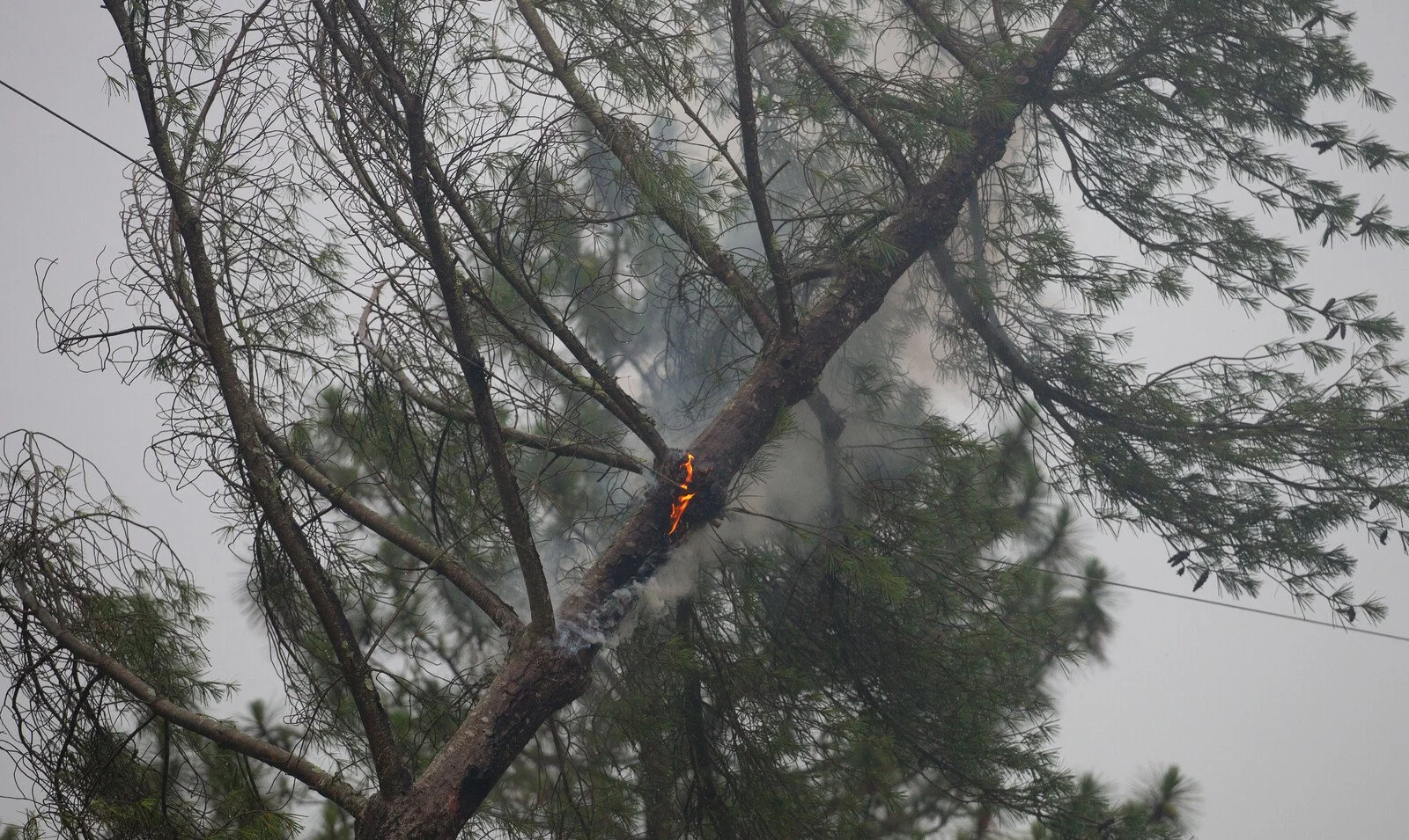 A tall tree with green pine needles is on fire, with flames and smoke visible on the trunk amid gray sky and overcast weather.
