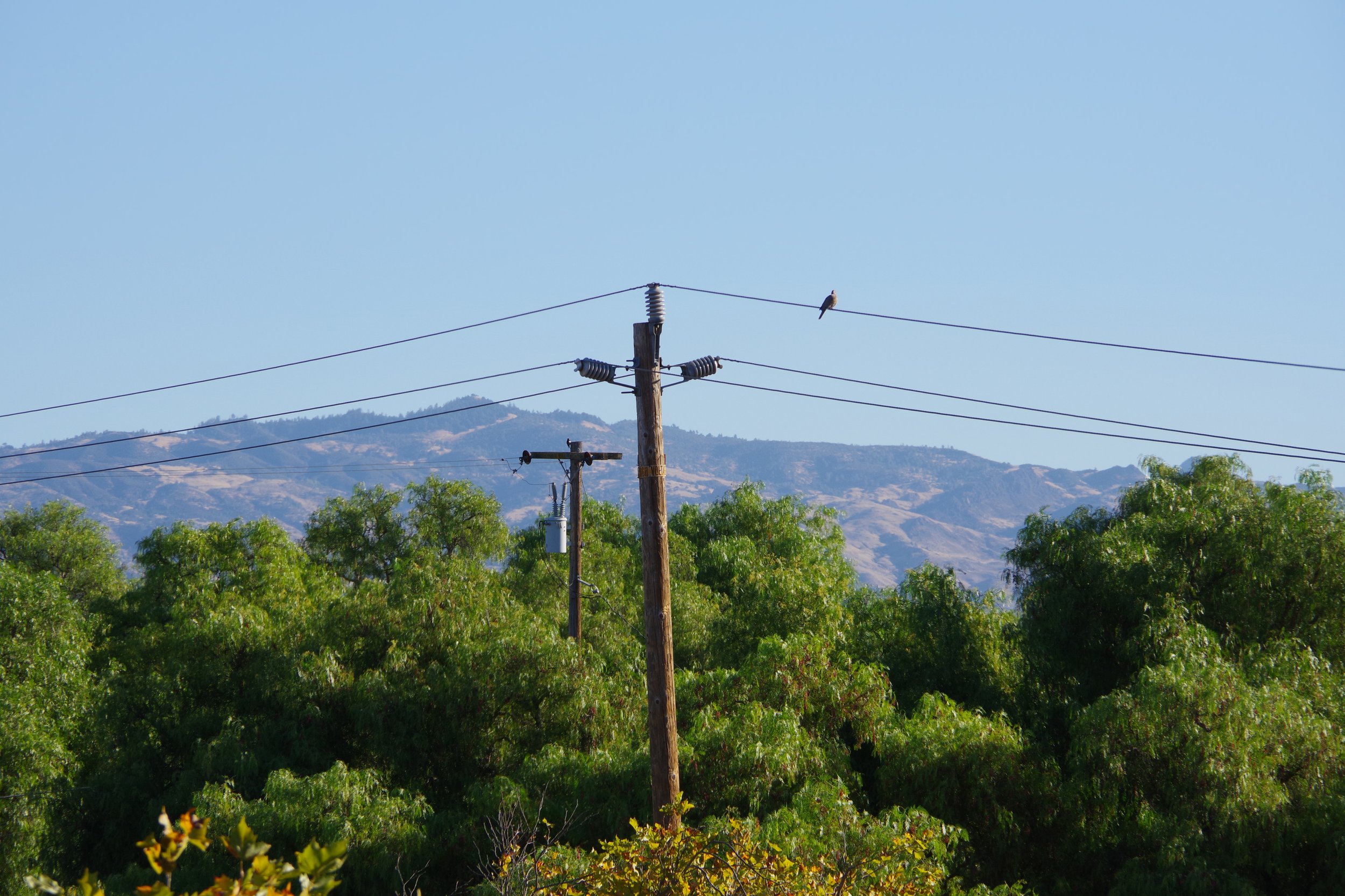 Power lines and utility poles above green trees with mountains in the background under a clear blue sky.