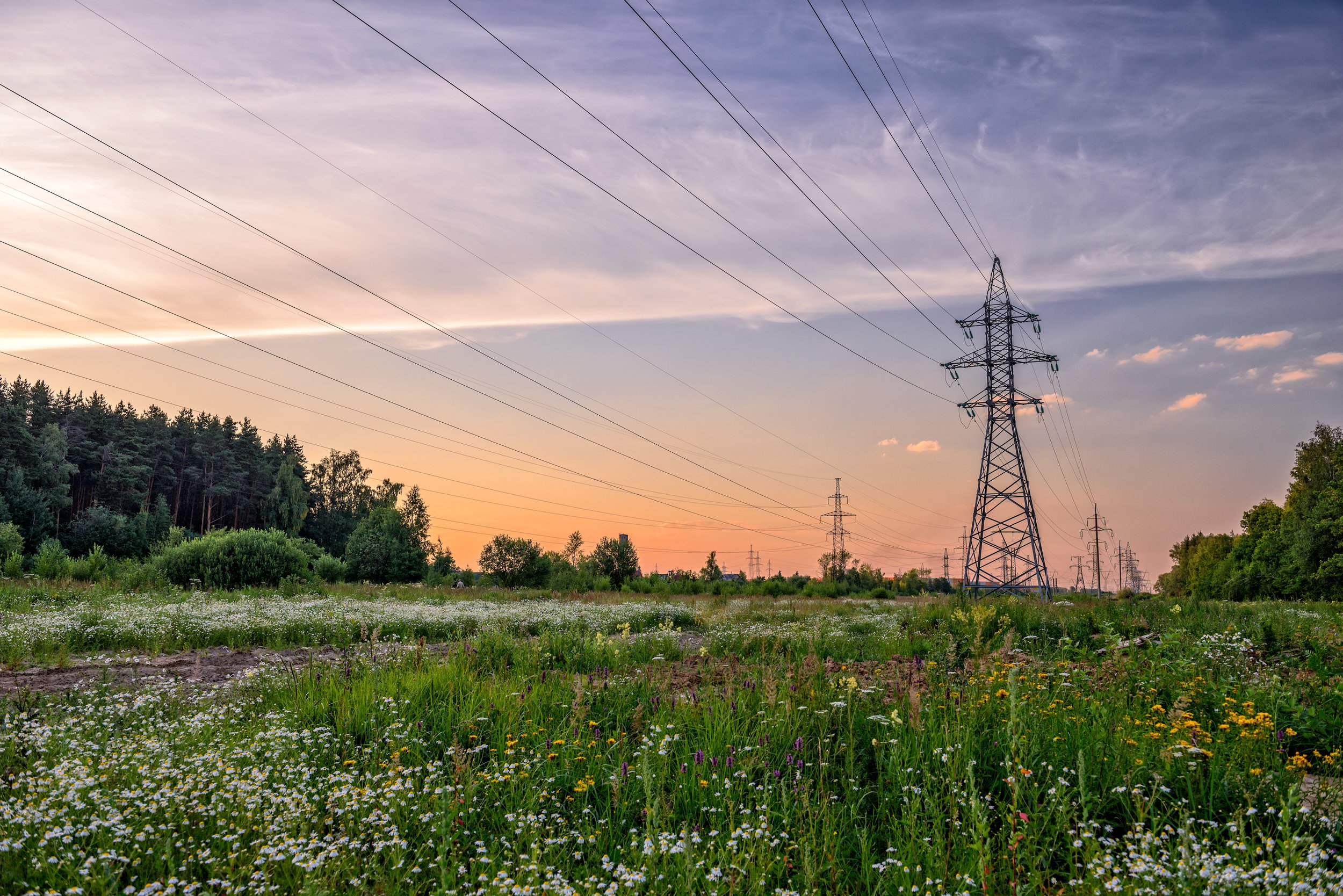 Sunset over a field with wildflowers and power lines.