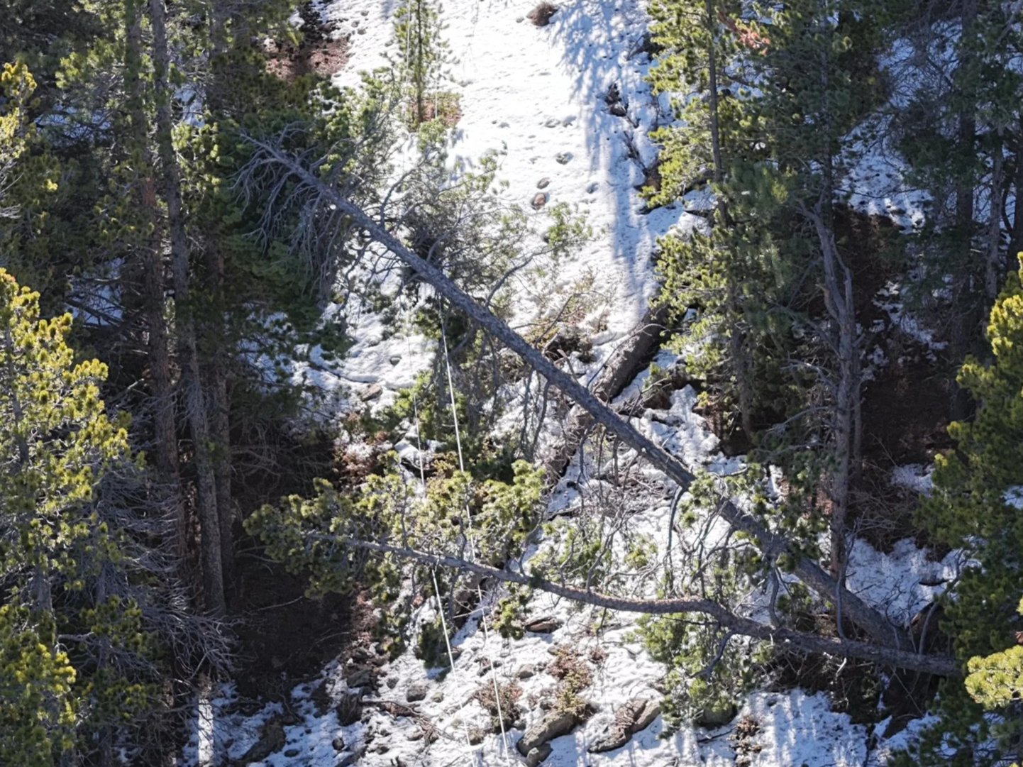 Snow-covered mountainous forest scene with fallen trees and snow patches on the ground, viewed from above.