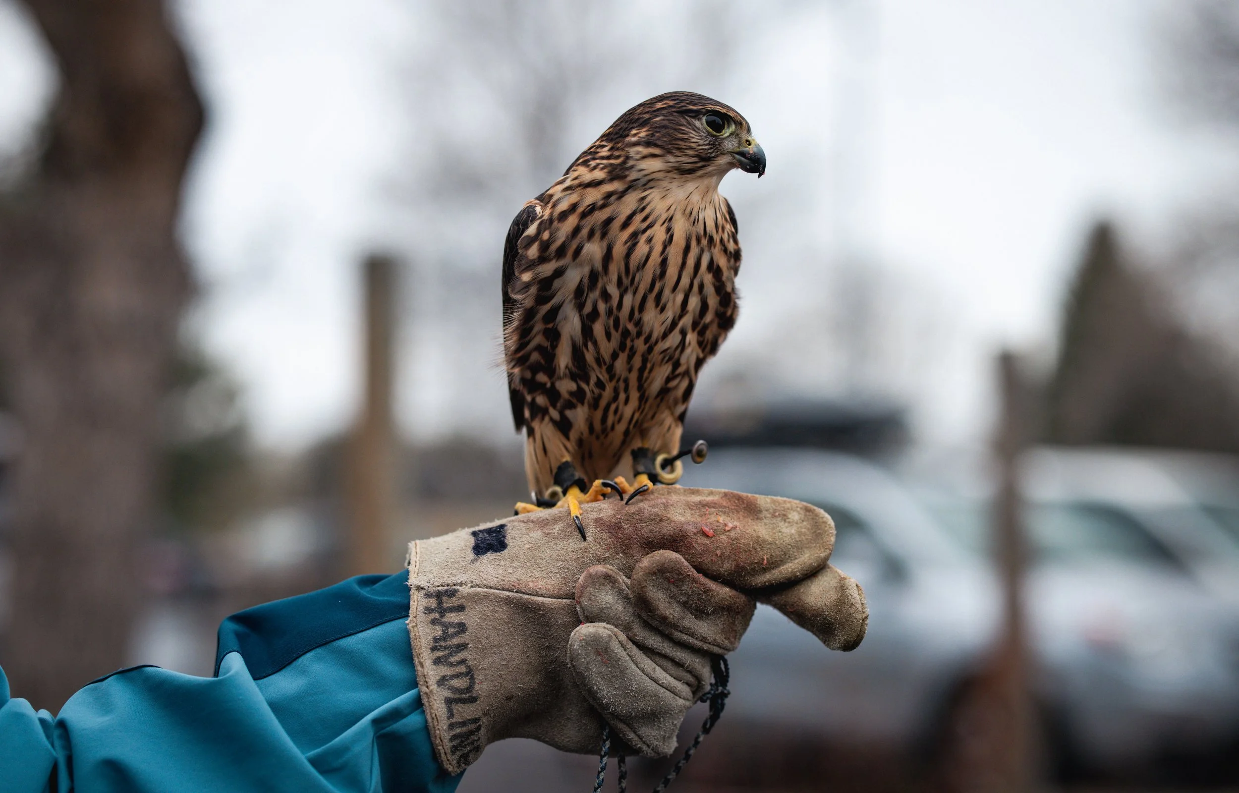 A person wearing a glove holding a bird of prey on a perch outdoors with blurred trees in the background.