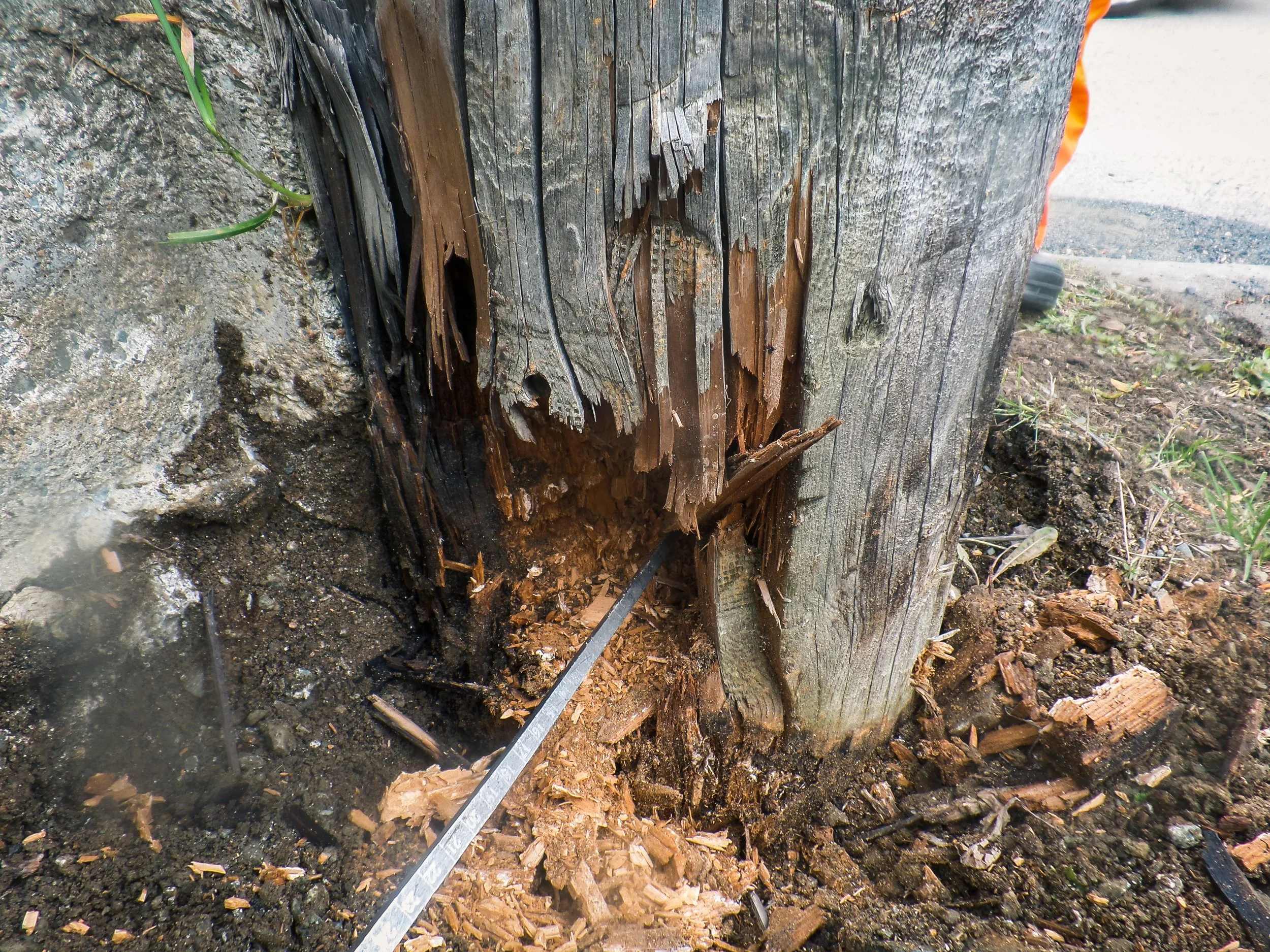Close-up of a wooden utility pole with rotted and broken wood at the base, with a metal measuring tape extending into the damaged area.