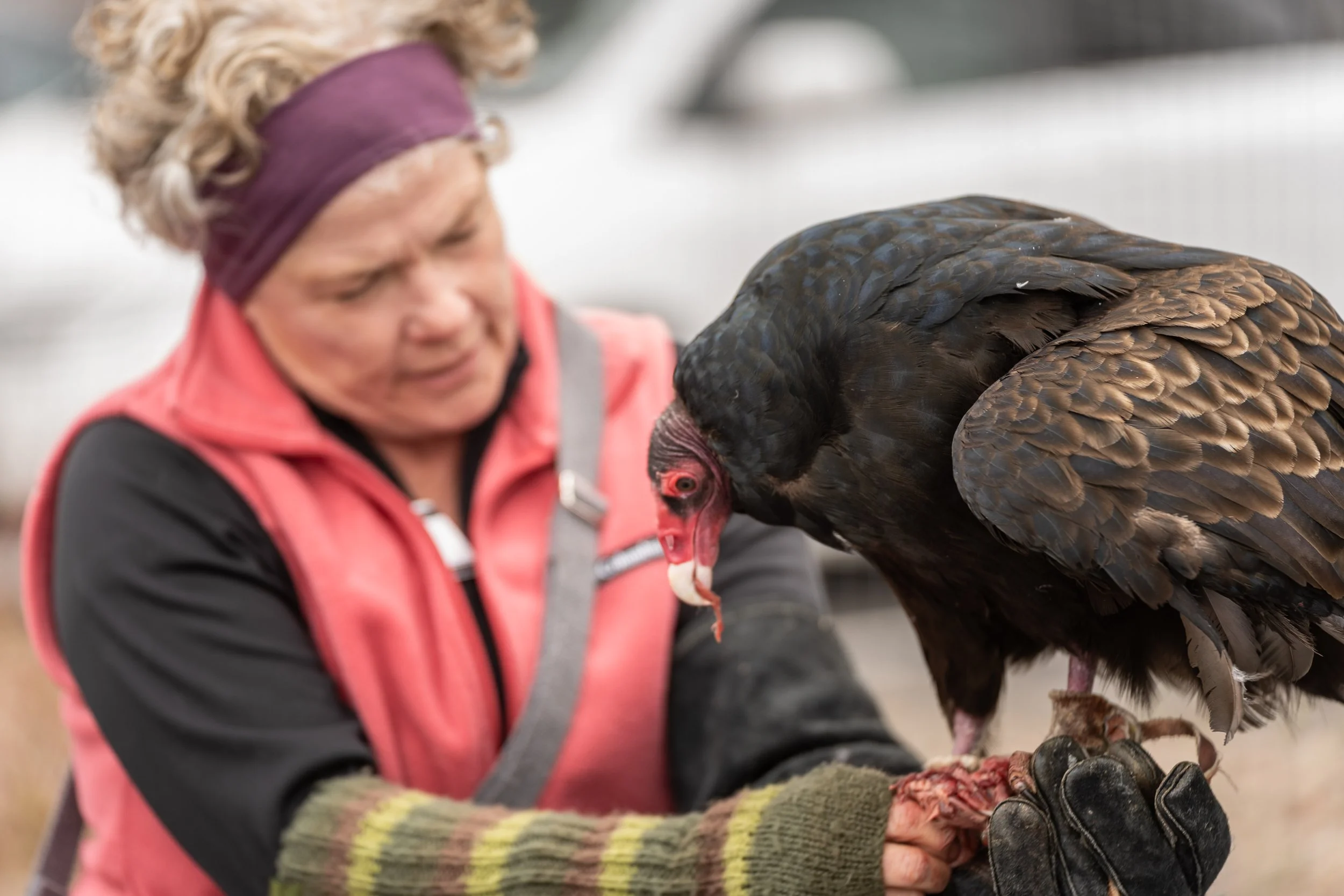A person wearing a maroon headband, a red vest, and striped gloves holding a large bird of prey, likely a turkey vulture, with a pink and red facial structure and dark brown feathers.
