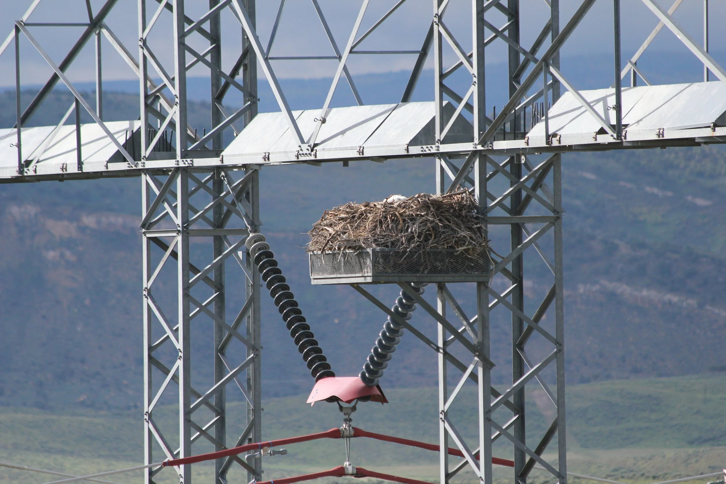A bird's nest built on an electrical power line enclosure mounted on a metal utility pole, with a mountainous landscape in the background.