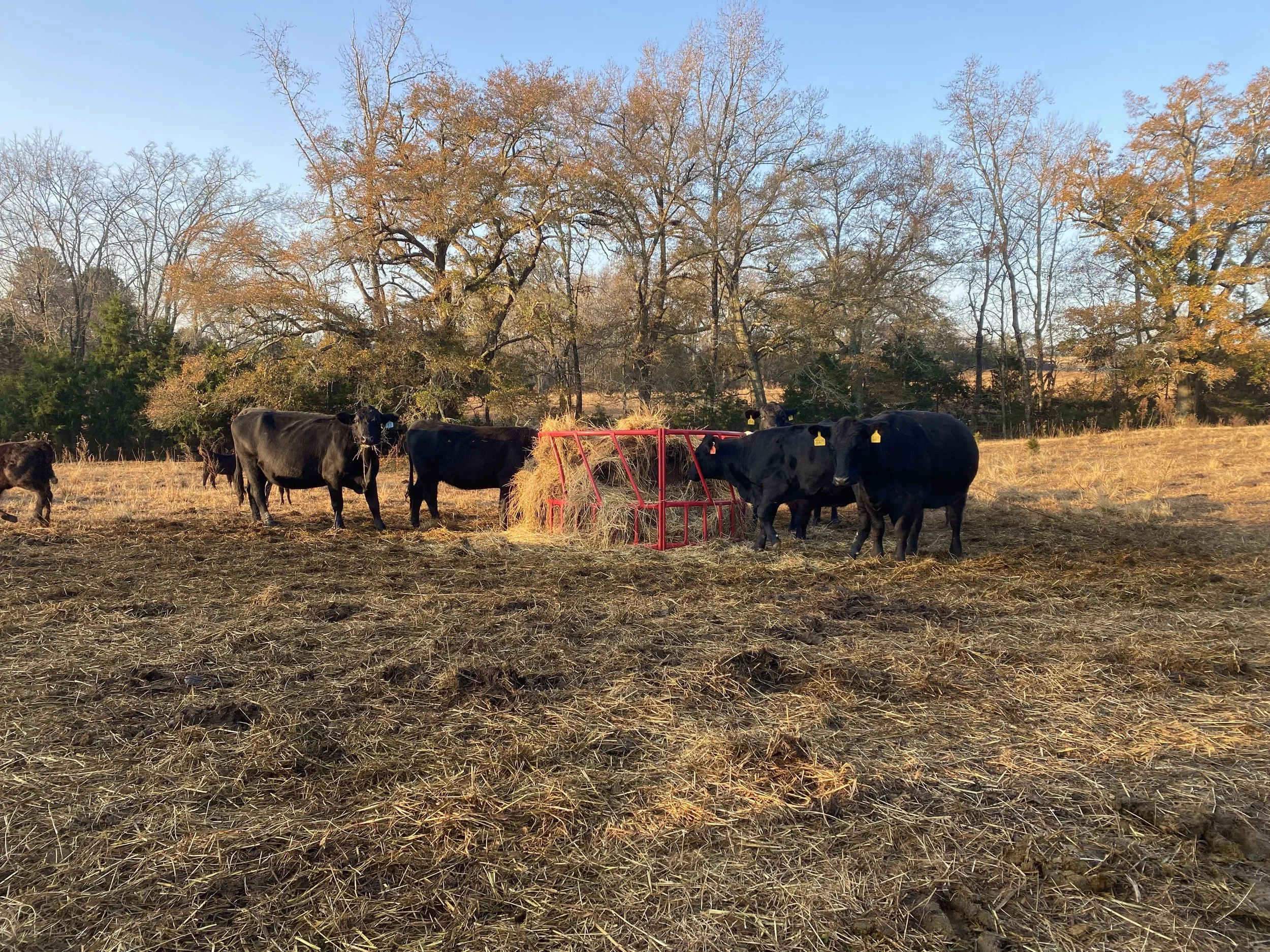Cattle At Hay Ring .jpg