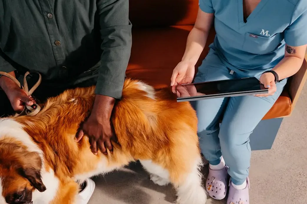 Veterinarian reviewing tablet information while examining a large dog at Modern Animal clinic