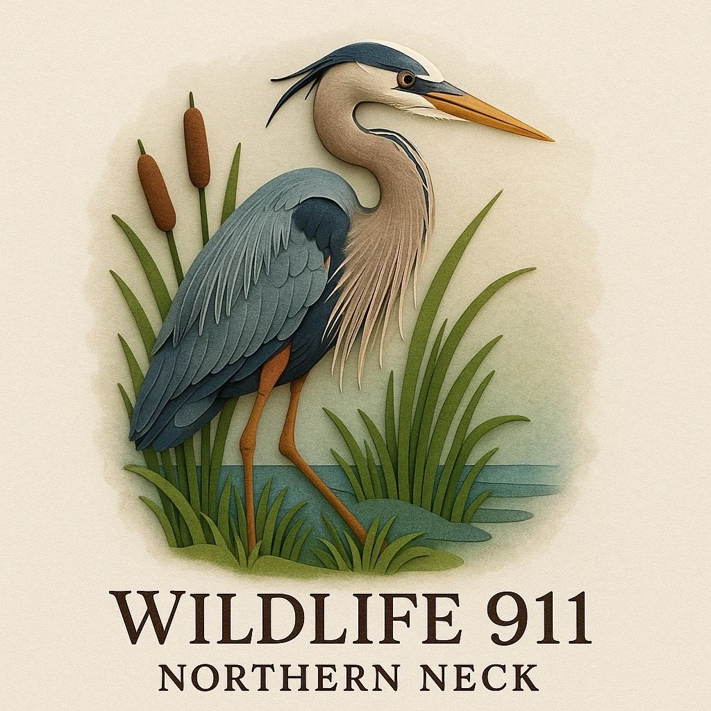 Wildlife 911 Northern Neck