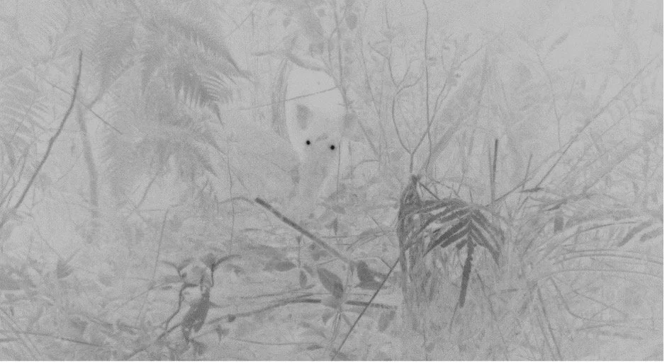 Garden Whisperers: Attuning to Ecologies of Coexistence 幽園夜夢—輕語共生之調 - Artist Sharing: Eyes Vanishing into the Night Garden 藝術家分享：消失在夜園中的眼睛