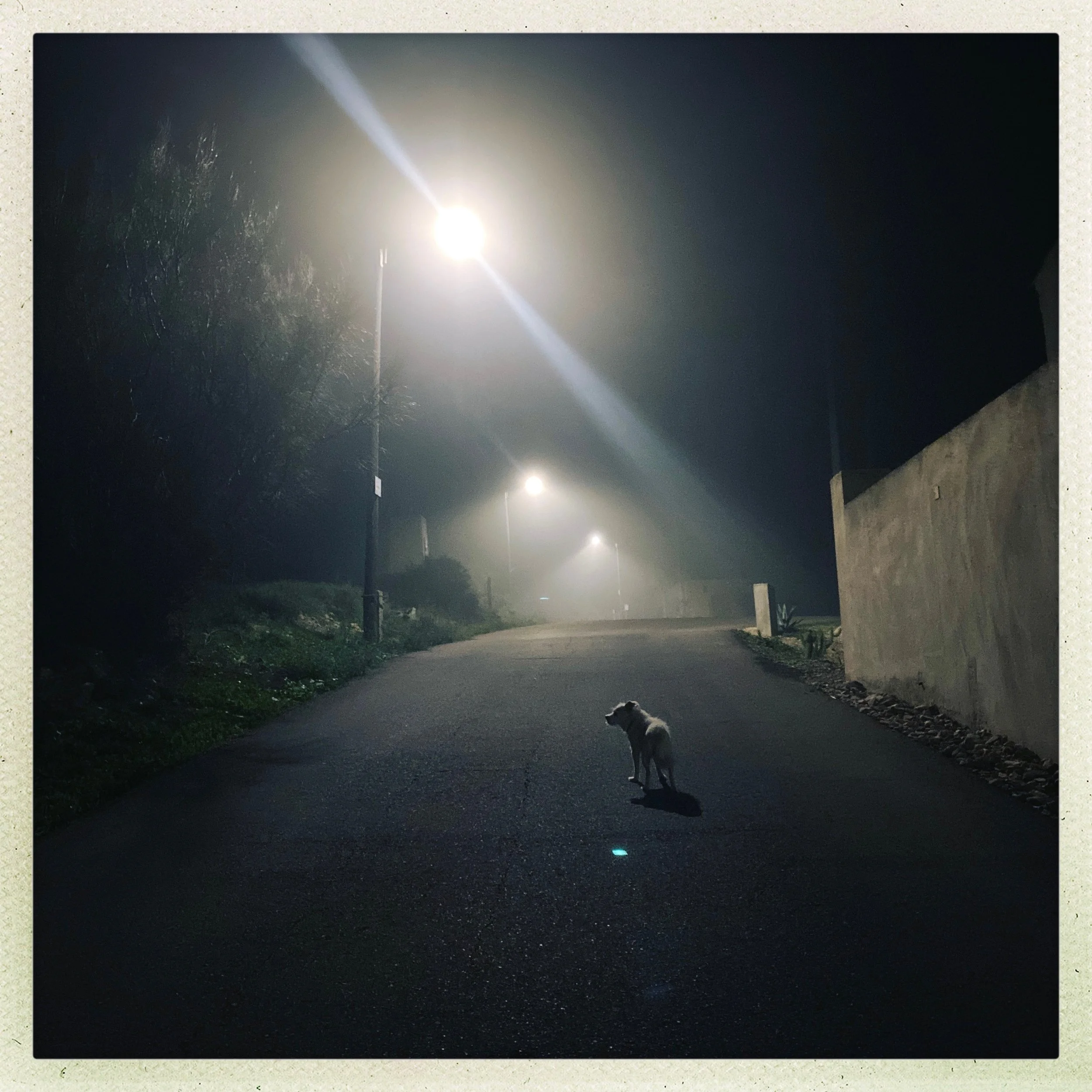 A dog standing alone on a misty, dimly lit street at night beneath streetlights.