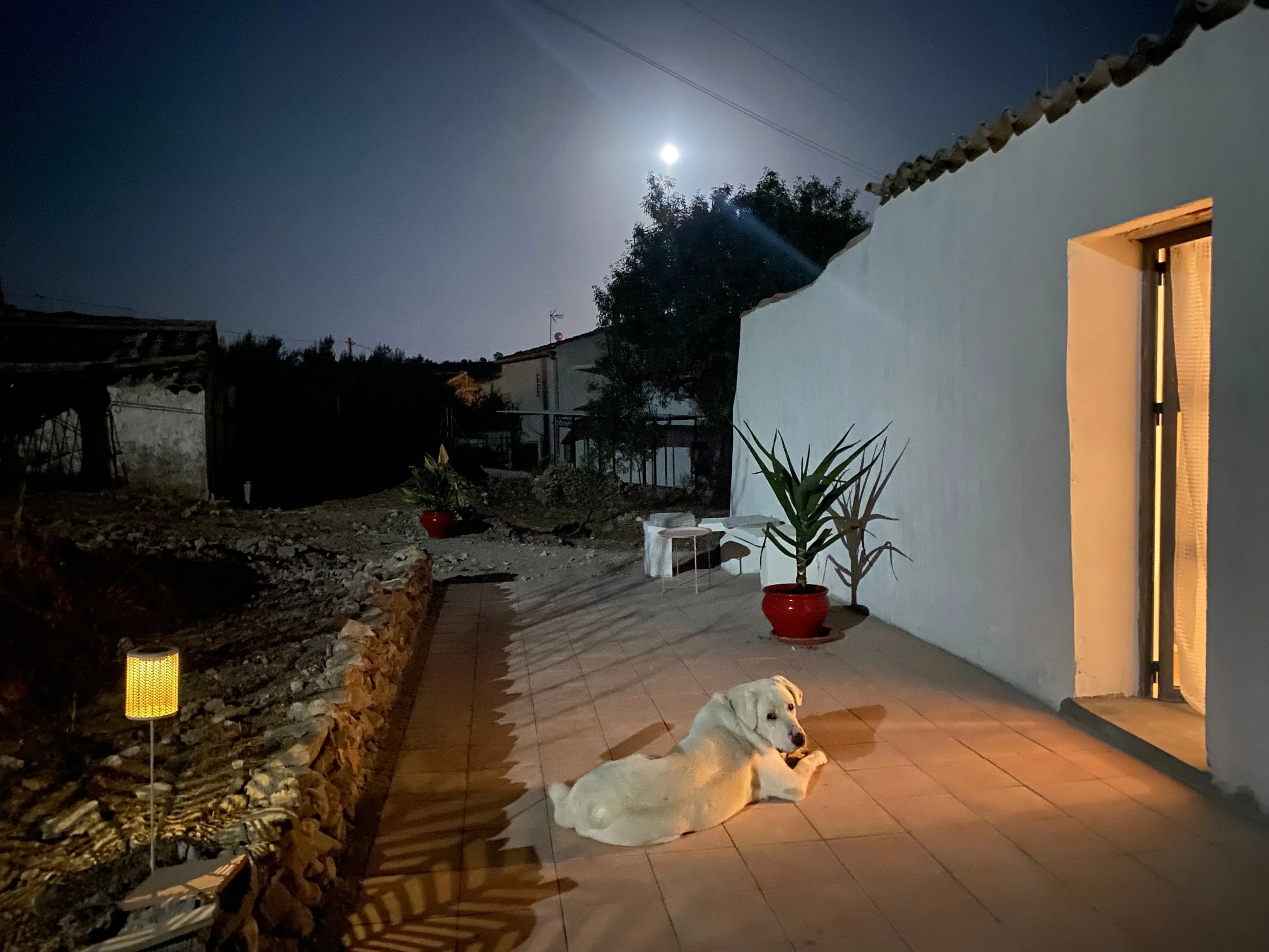 A white dog lying on a tiled patio illuminated by warm light, with a white wall and open door on the right, tall plants in red pots, and a full moon in the dark sky overhead.