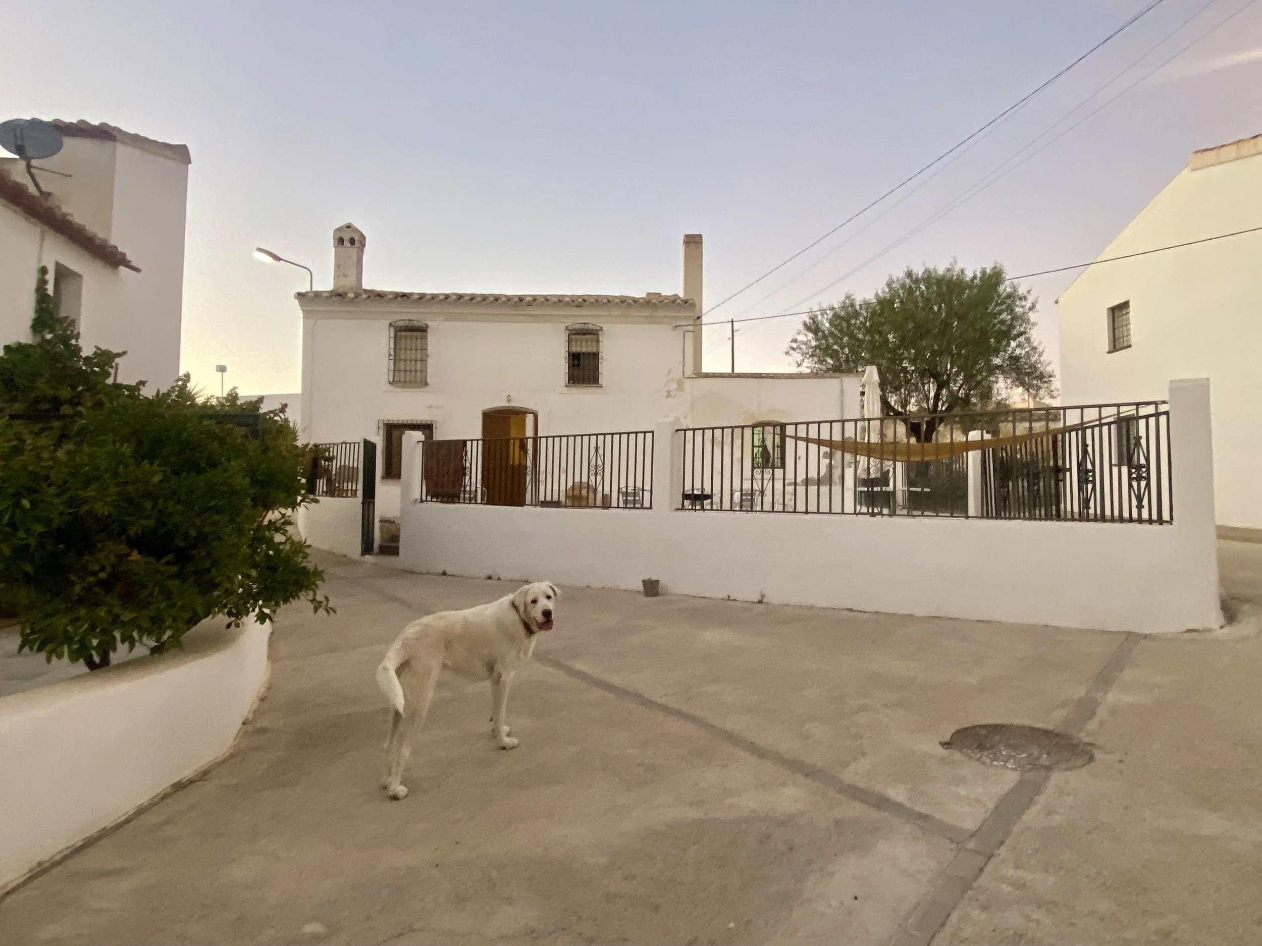 A white dog standing on a sidewalk near a white house with a brown door, surrounded by a metal fence. There is a tree and some outdoor furniture behind the fence, and the sky is clear with some light clouds.