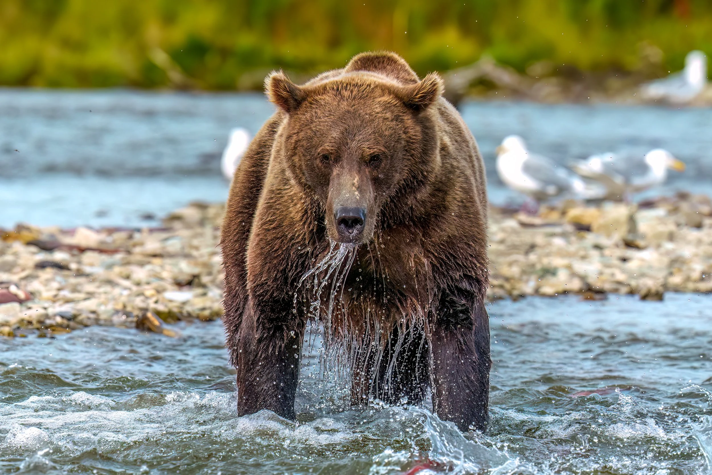 A large brown bear standing in a river, drinking water with fish in its mouth, surrounded by rocks and white birds on the shoreline.