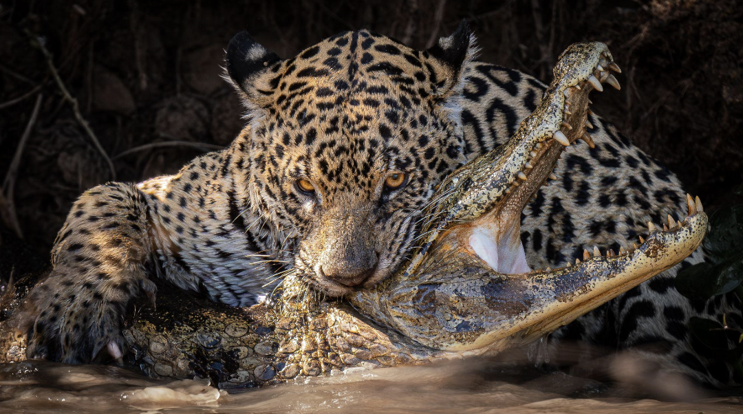 Screenshot 2026-04-07 at 10.58.46 AM.png