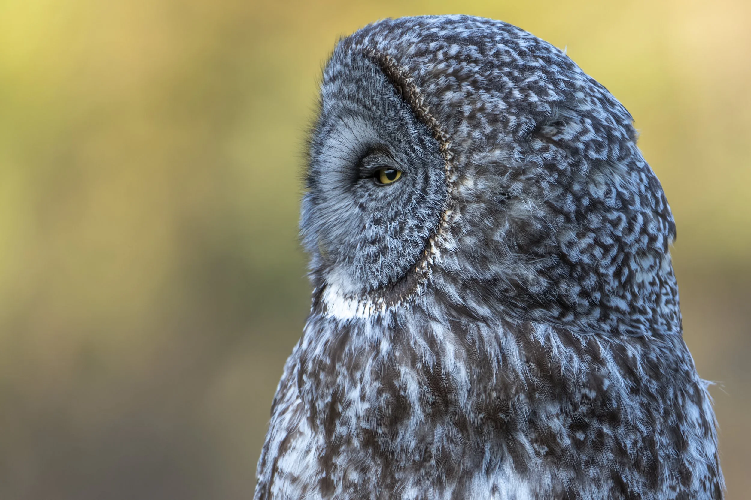 Close-up of a great gray and white owl with a facial disc, staring sideways with yellow eyes, against a blurred yellow and green background.