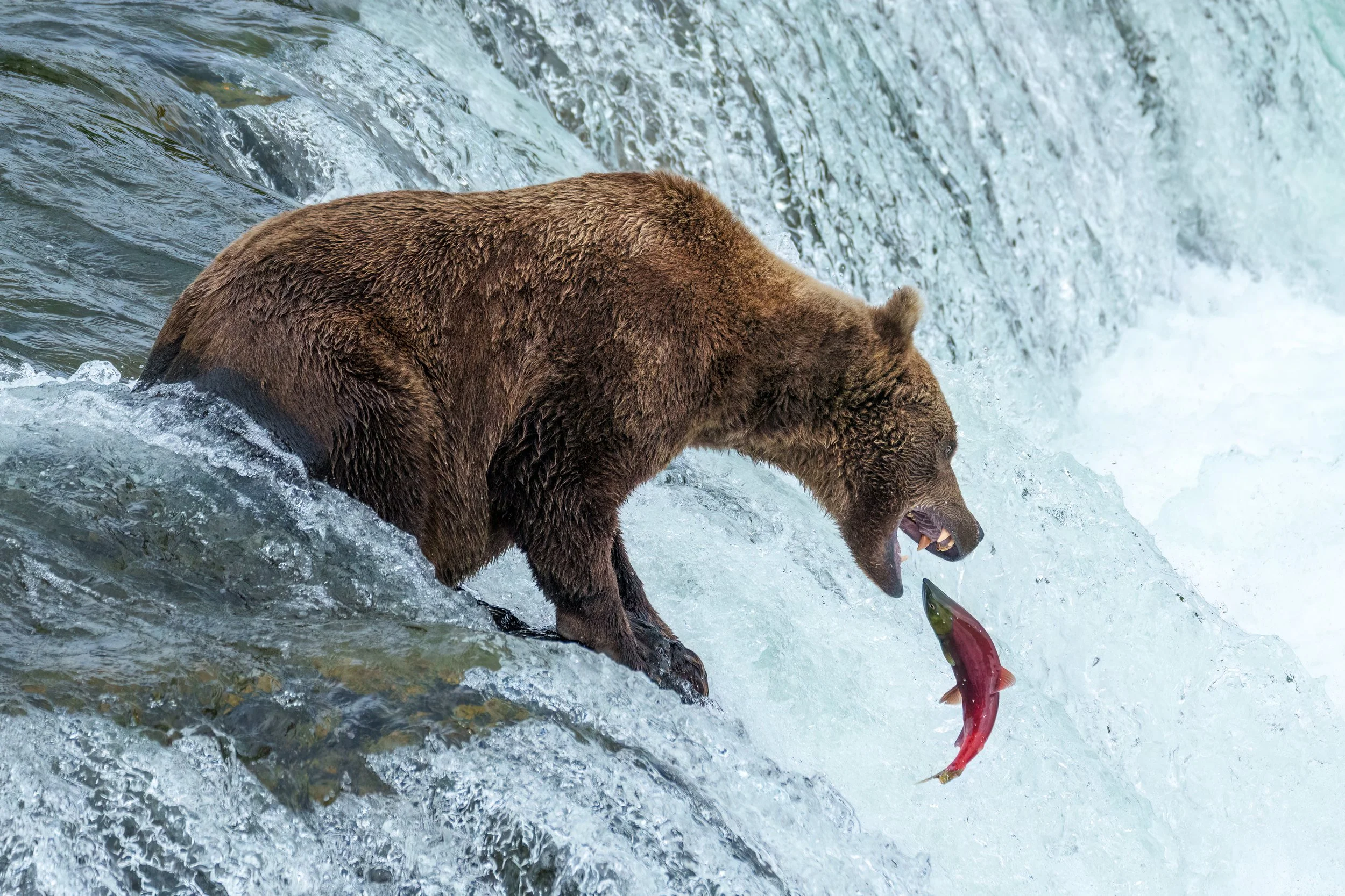 A grizzly bear catching a fish in a river with rushing water.