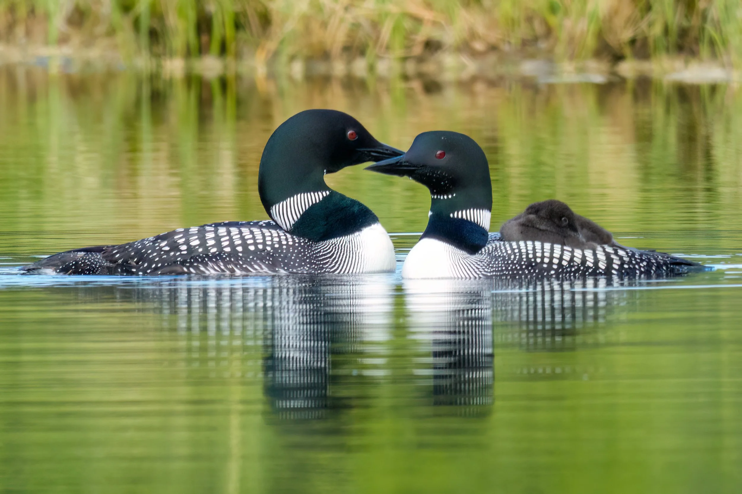 Two adult common loons with black-and-white patterned bodies and black heads, facing each other on a calm greenish lake, with a chick peeking out behind them.