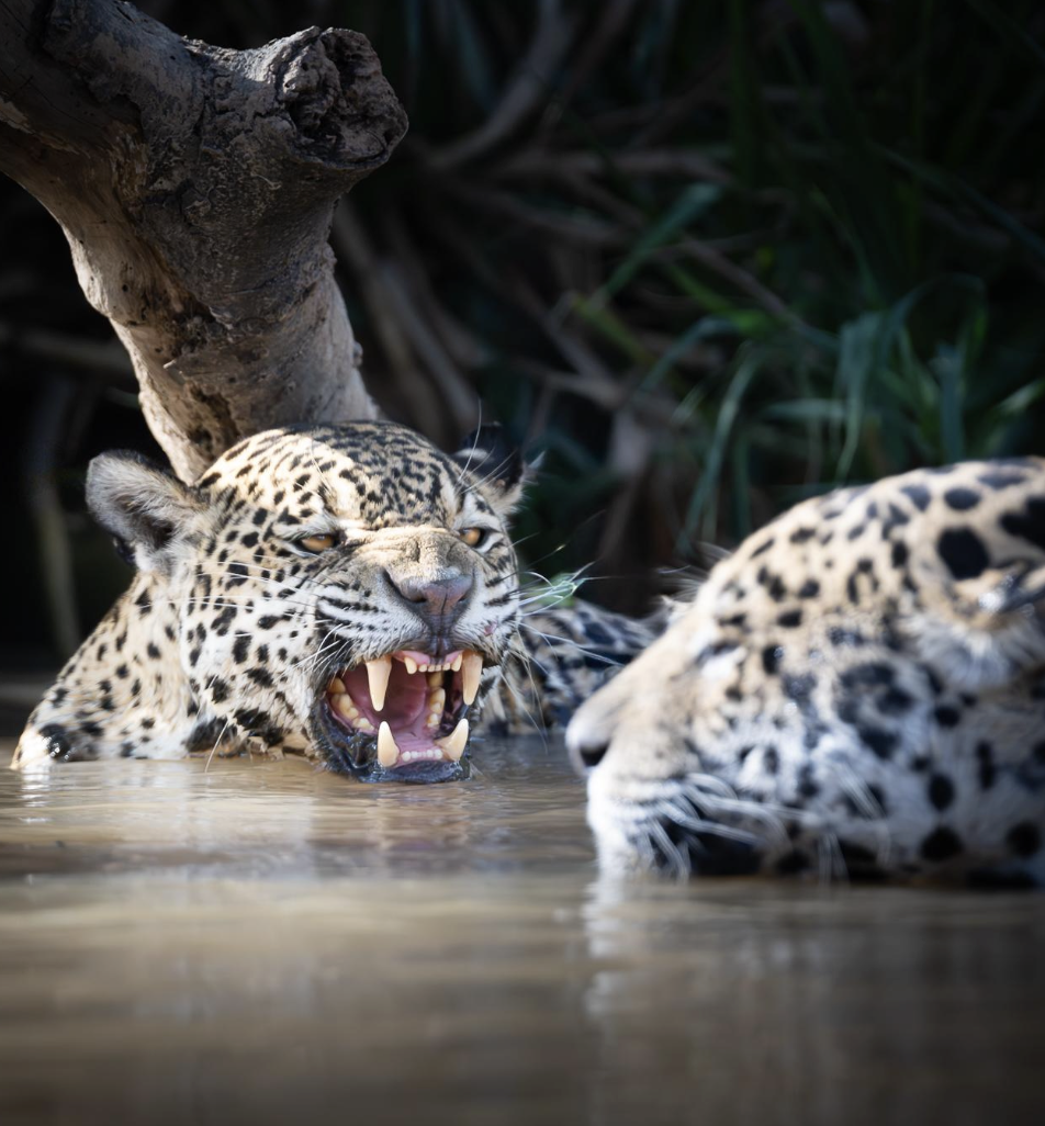 Screenshot 2026-04-07 at 11.00.17 AM.png