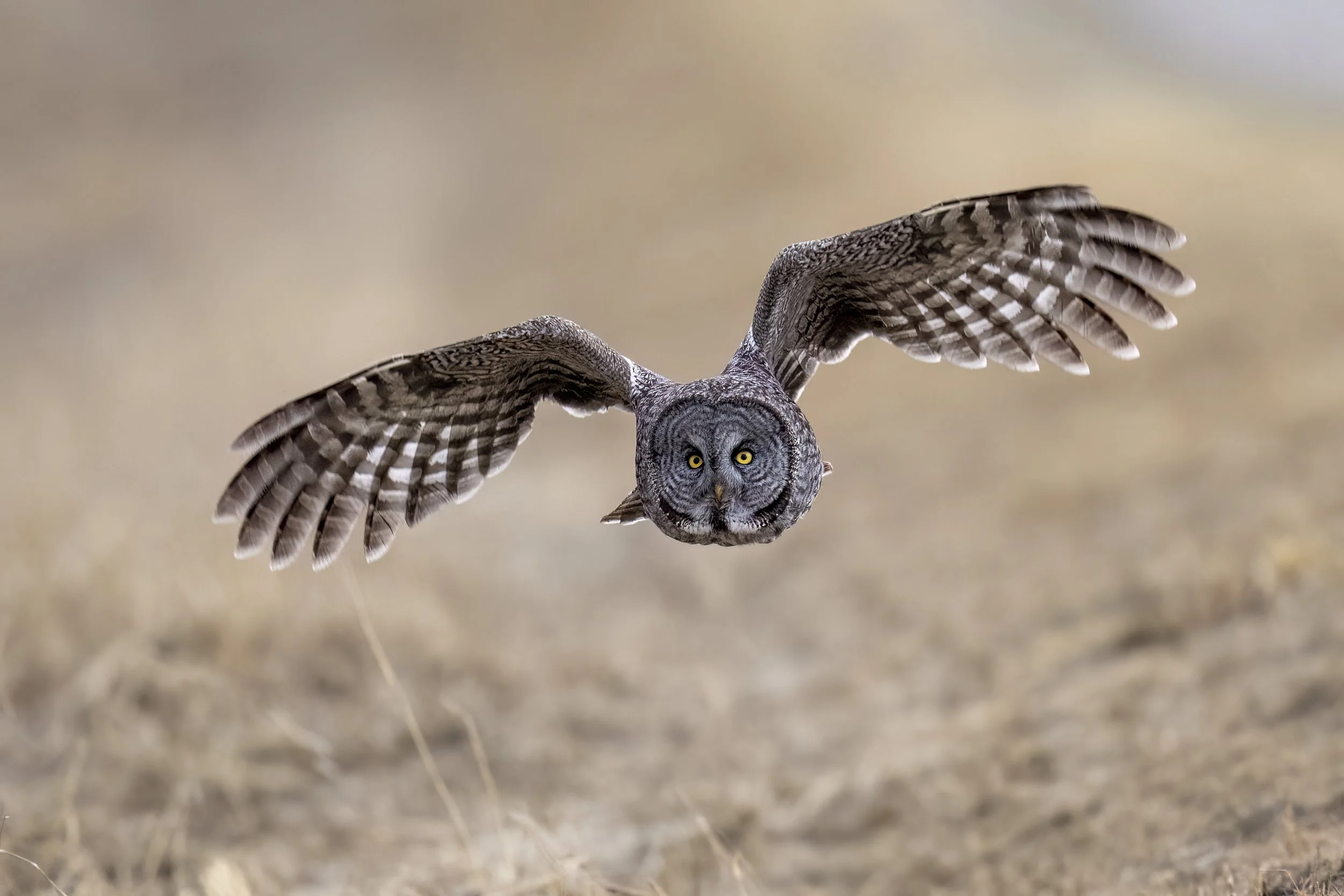 20240425-_DSC5547-Edit.jpg