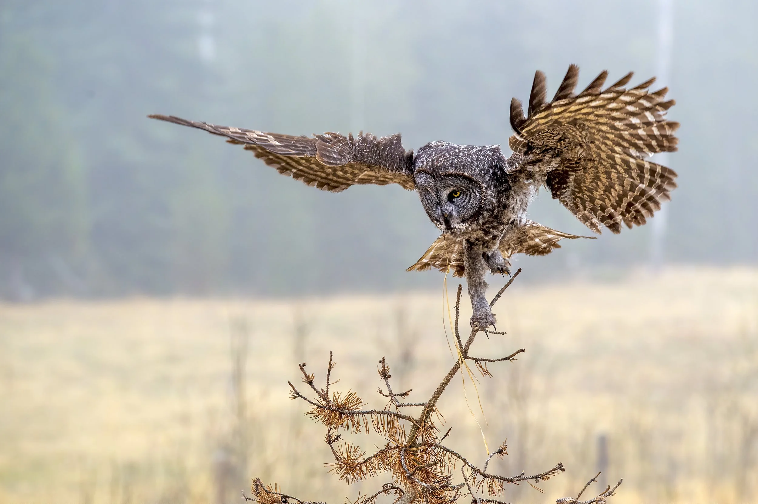 A great grey owl perched on a small branch, with wings spread wide, in a natural outdoor setting.