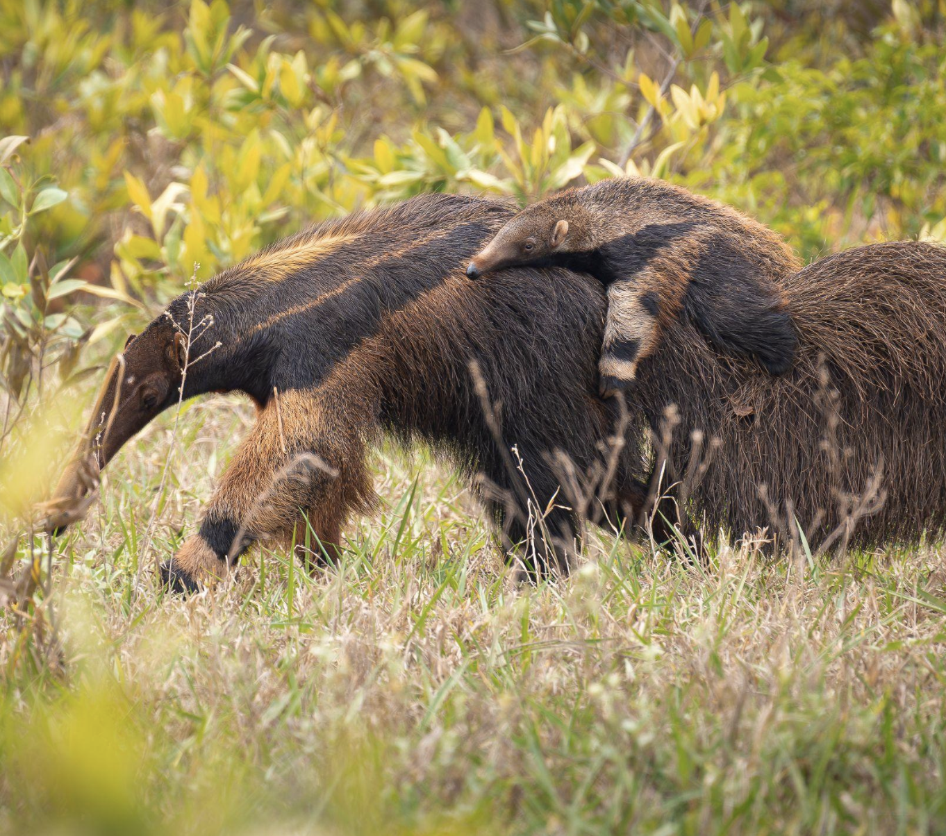 Screenshot 2026-04-07 at 11.03.54 AM.png