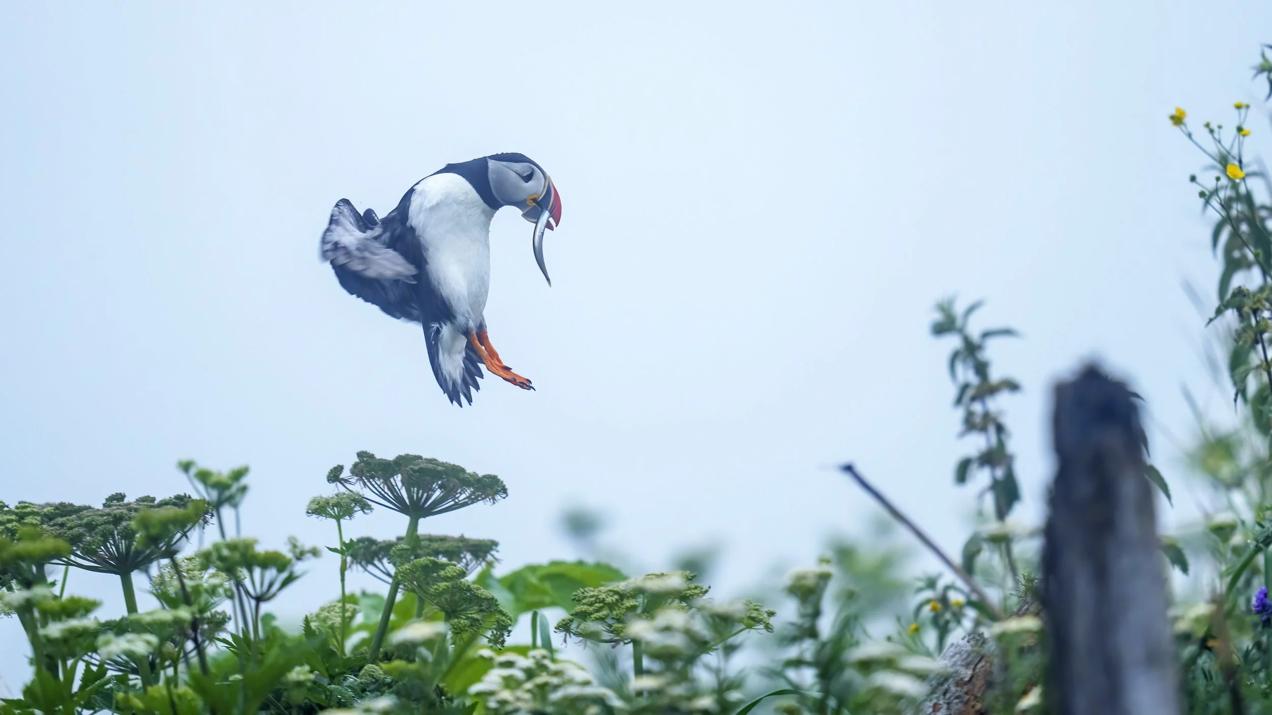 A puffin bird with a fish in its beak is flying above green plants and wildflowers against a sky background.