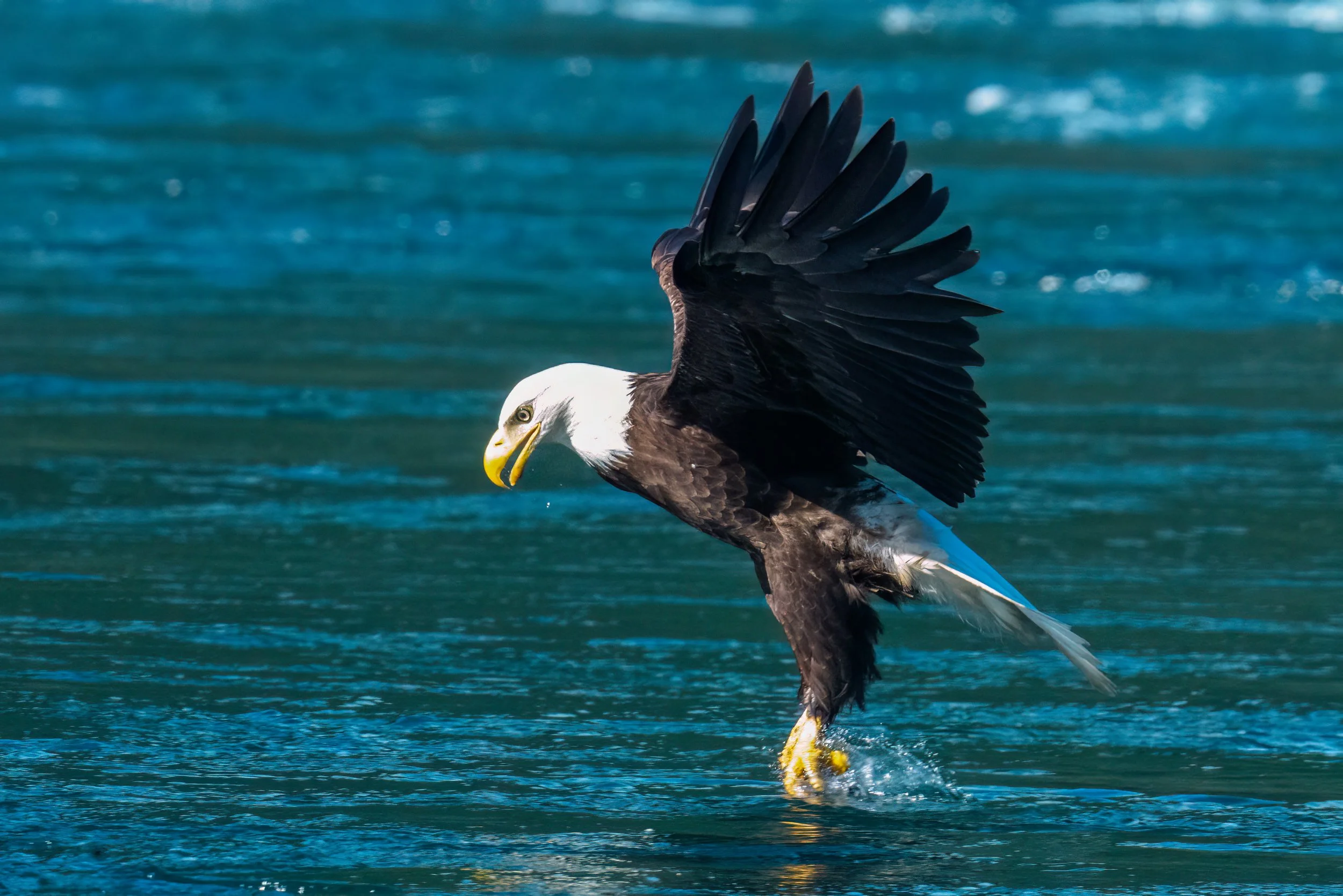 A bald eagle catching fish from the water with its talons