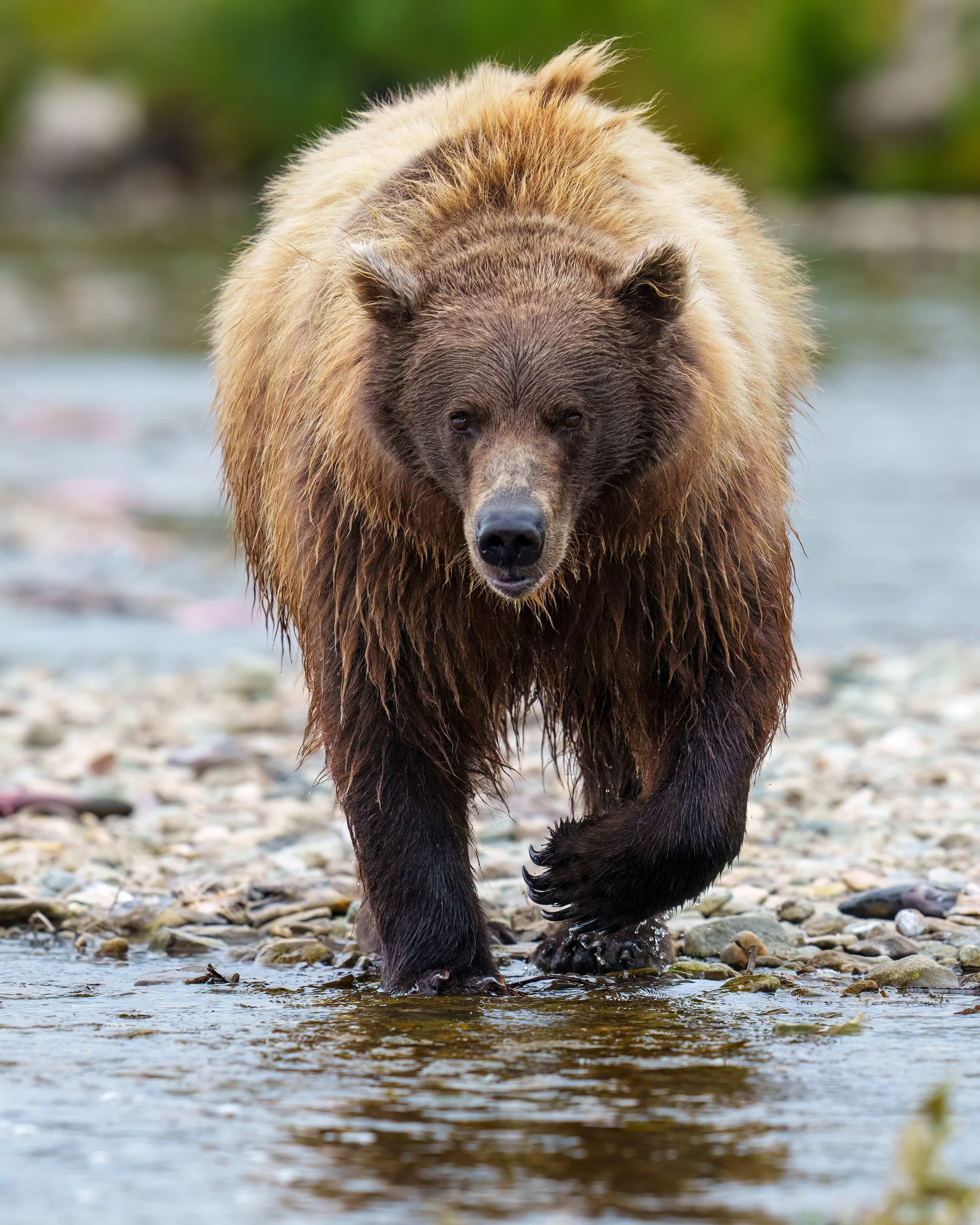 A brown bear walking through a shallow river with a rocky bed.