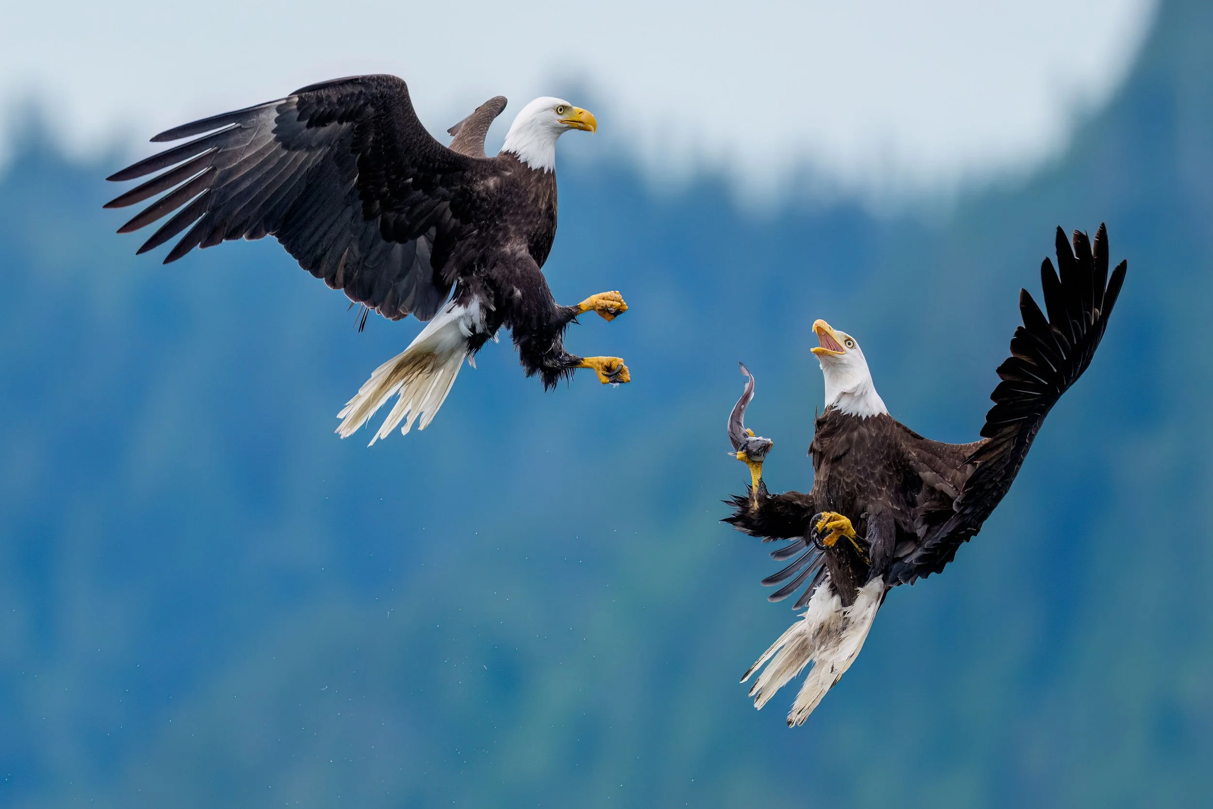 A bald eagle flying low over water with wings fully extended, talons outstretched, and focused eyes.