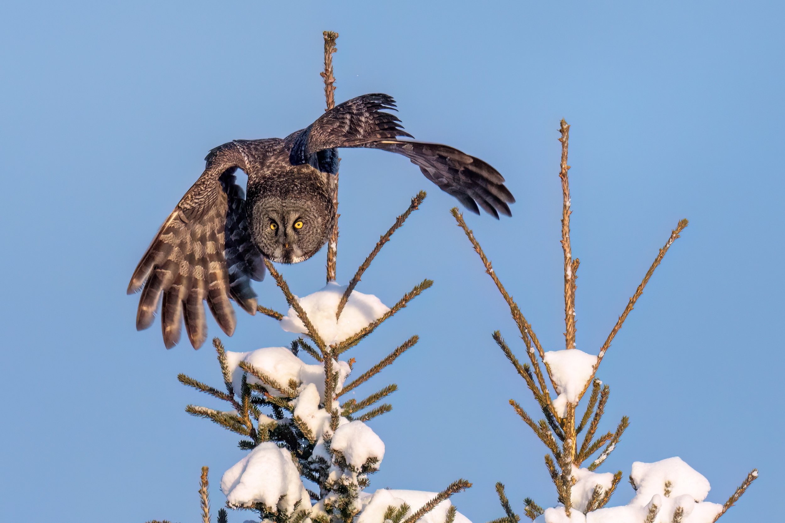 20241124-_DSC4569-Edit.jpg