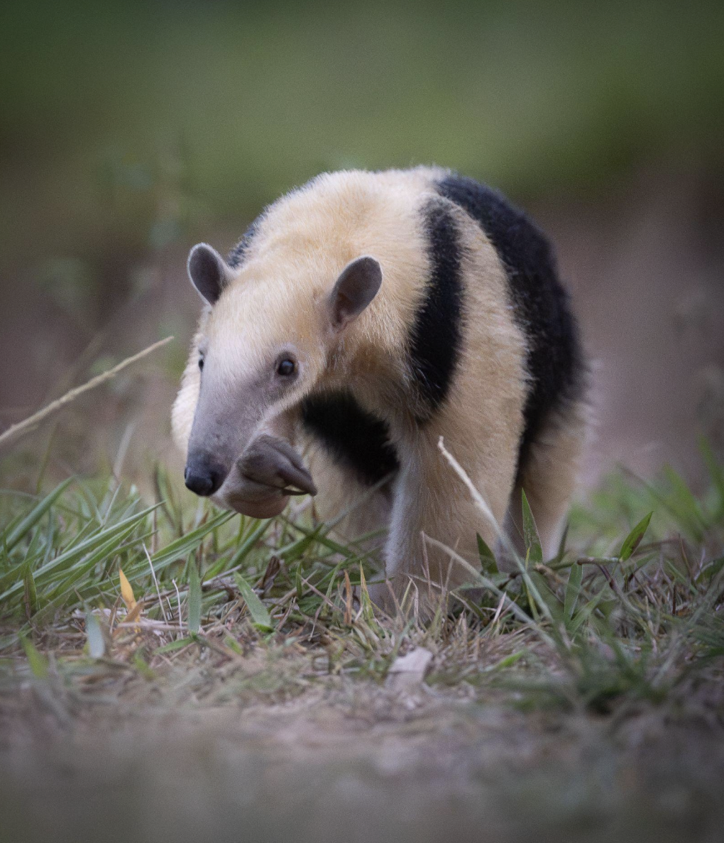 Screenshot 2026-04-07 at 11.03.35 AM.png