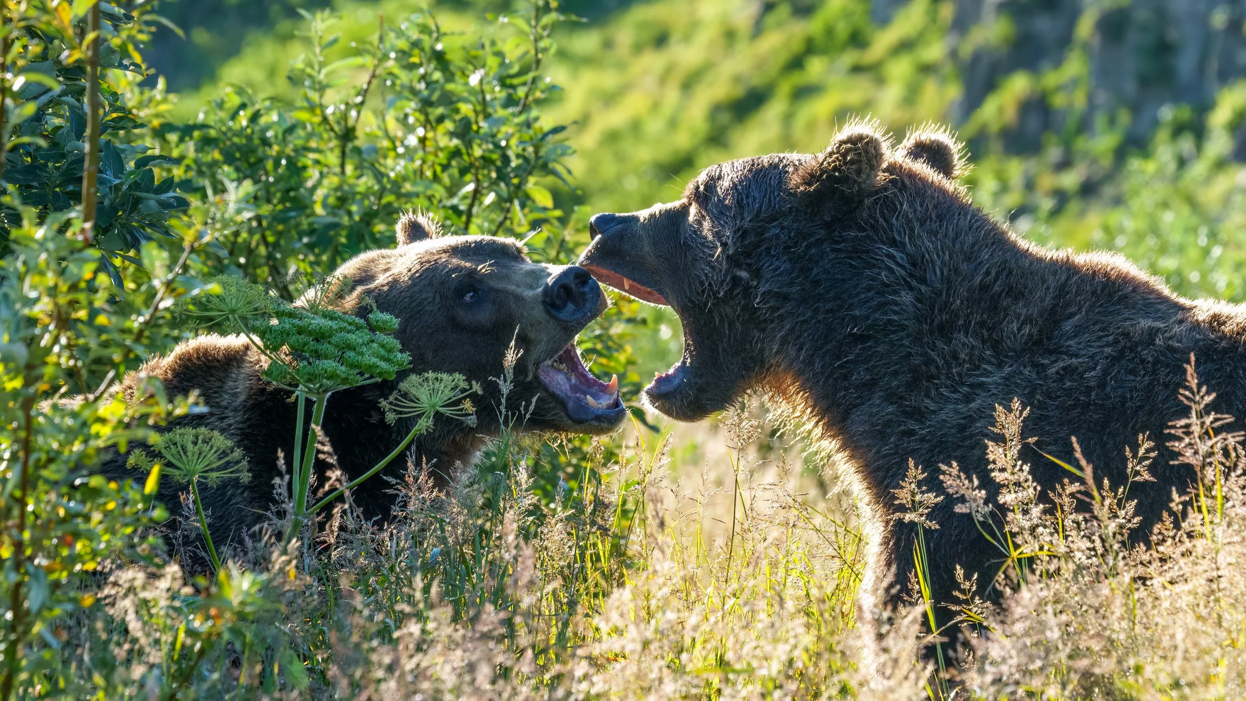 Two bears, one young and one adult, playfully facing each other in a lush, green meadow with tall grass and bushes.