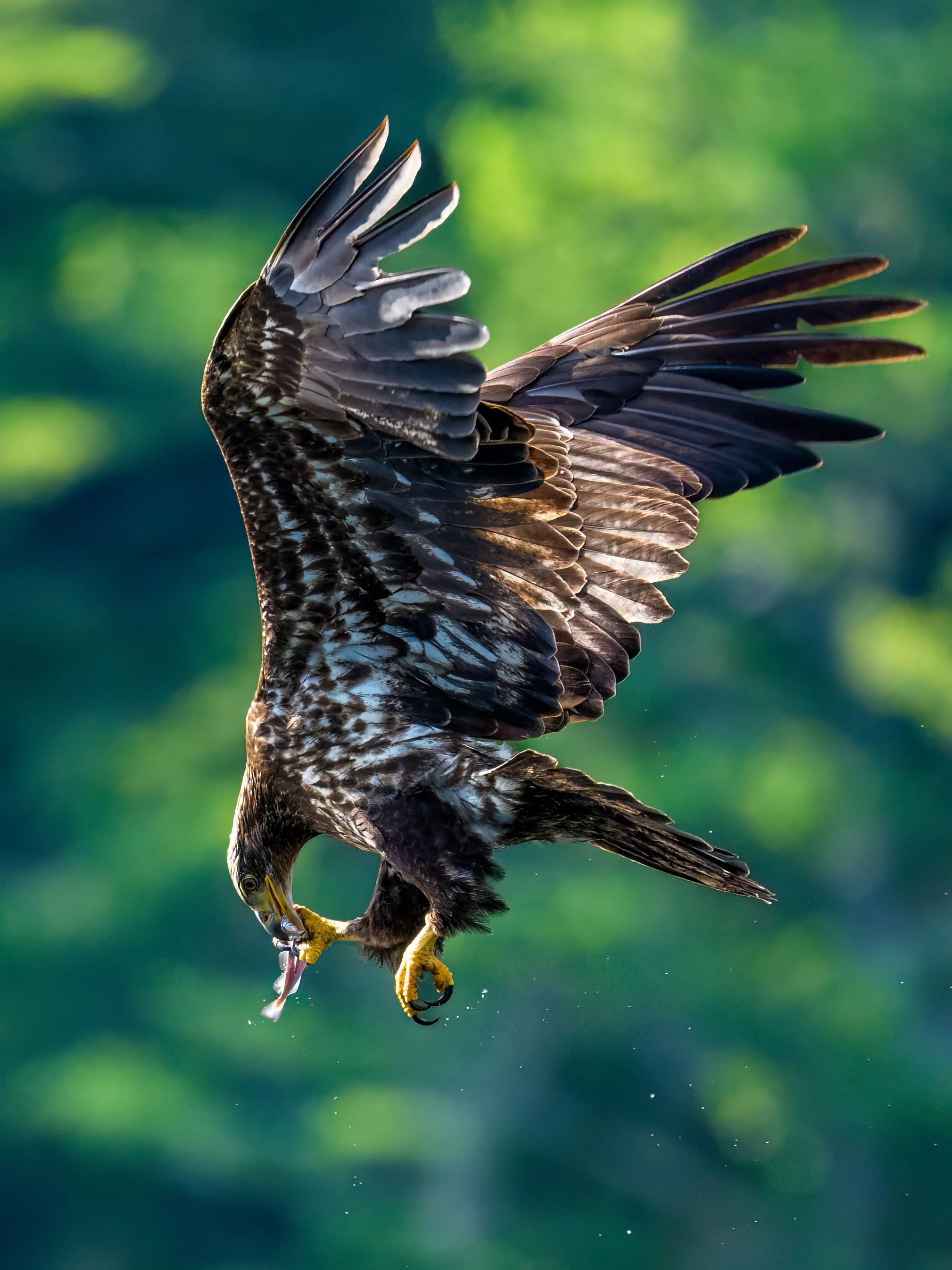 _KA25319-Edit.jpg