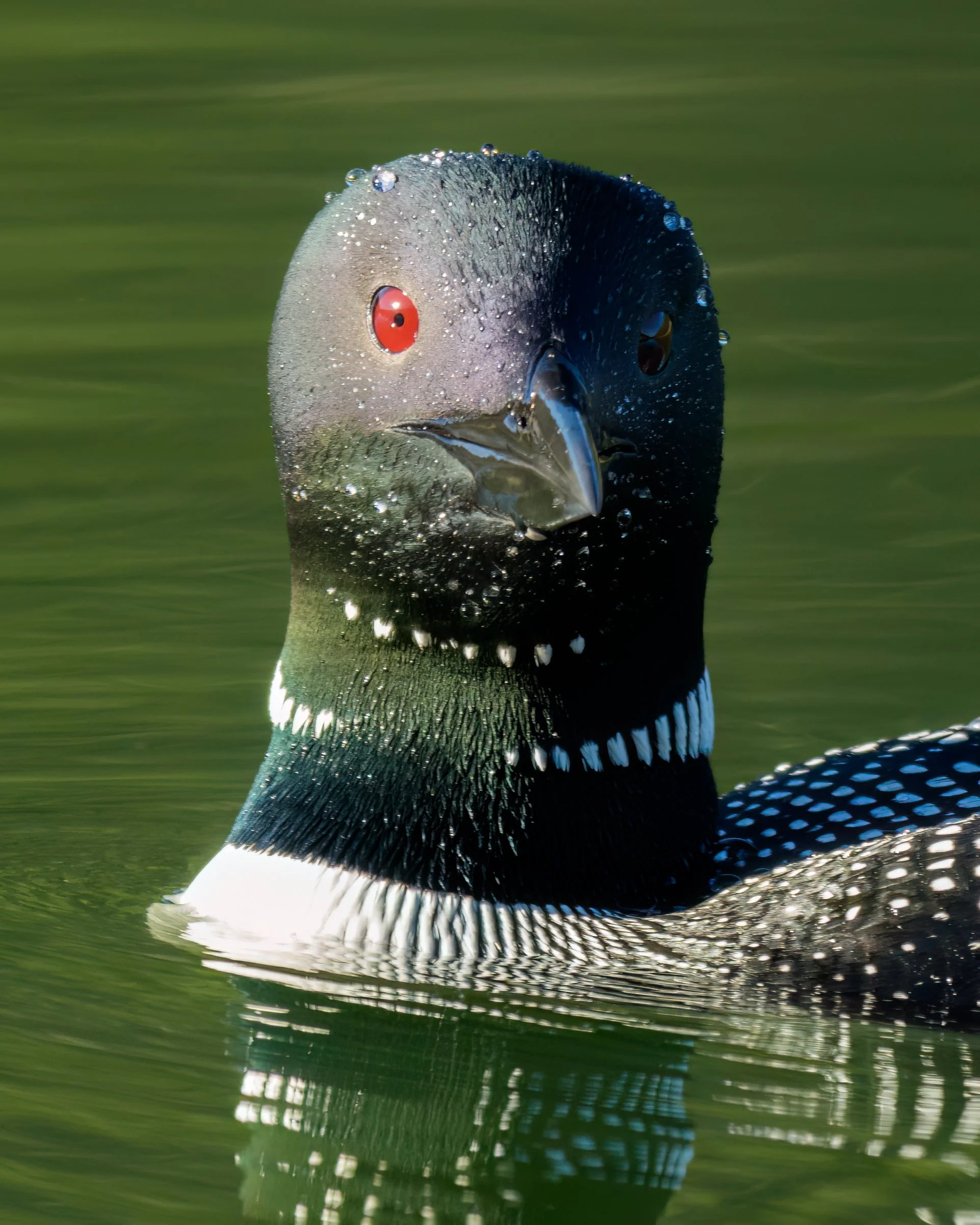 A male common loon swimming in water with water droplets on its head, black head with red eyes, white cheeks, and black and white patterned body.