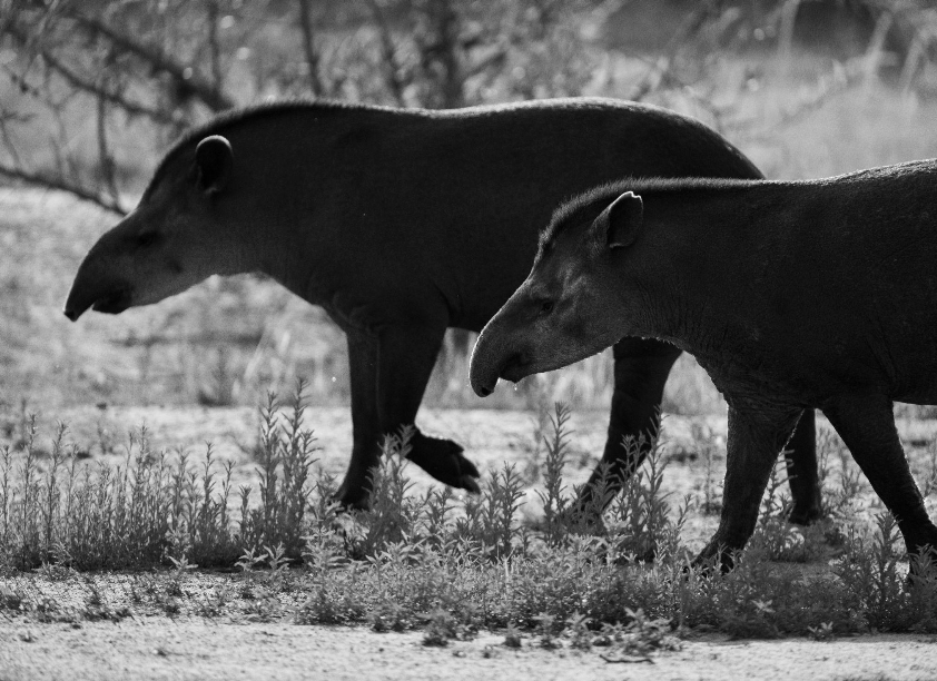 Screenshot 2026-04-07 at 10.59.03 AM.png