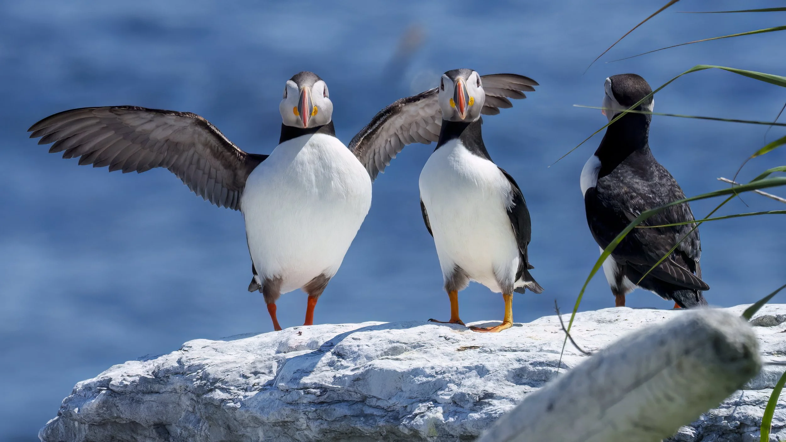 Three puffins standing on a rocky ledge by water, with two facing forward and one looking to the side.