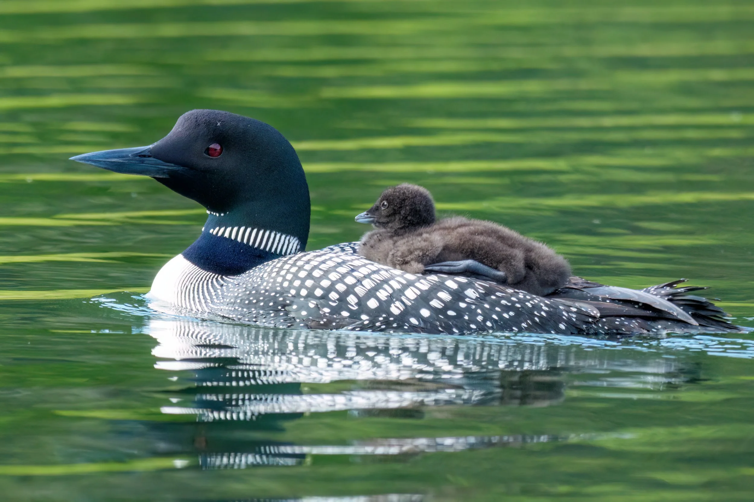 A loon swimming in a lake with a loon chick riding on its back.