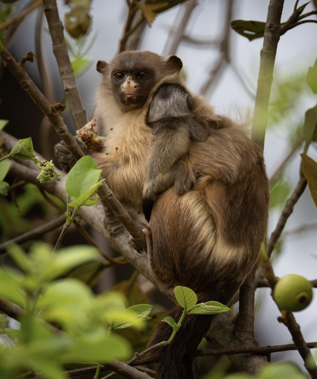 Screenshot 2026-04-07 at 11.03.17 AM.png