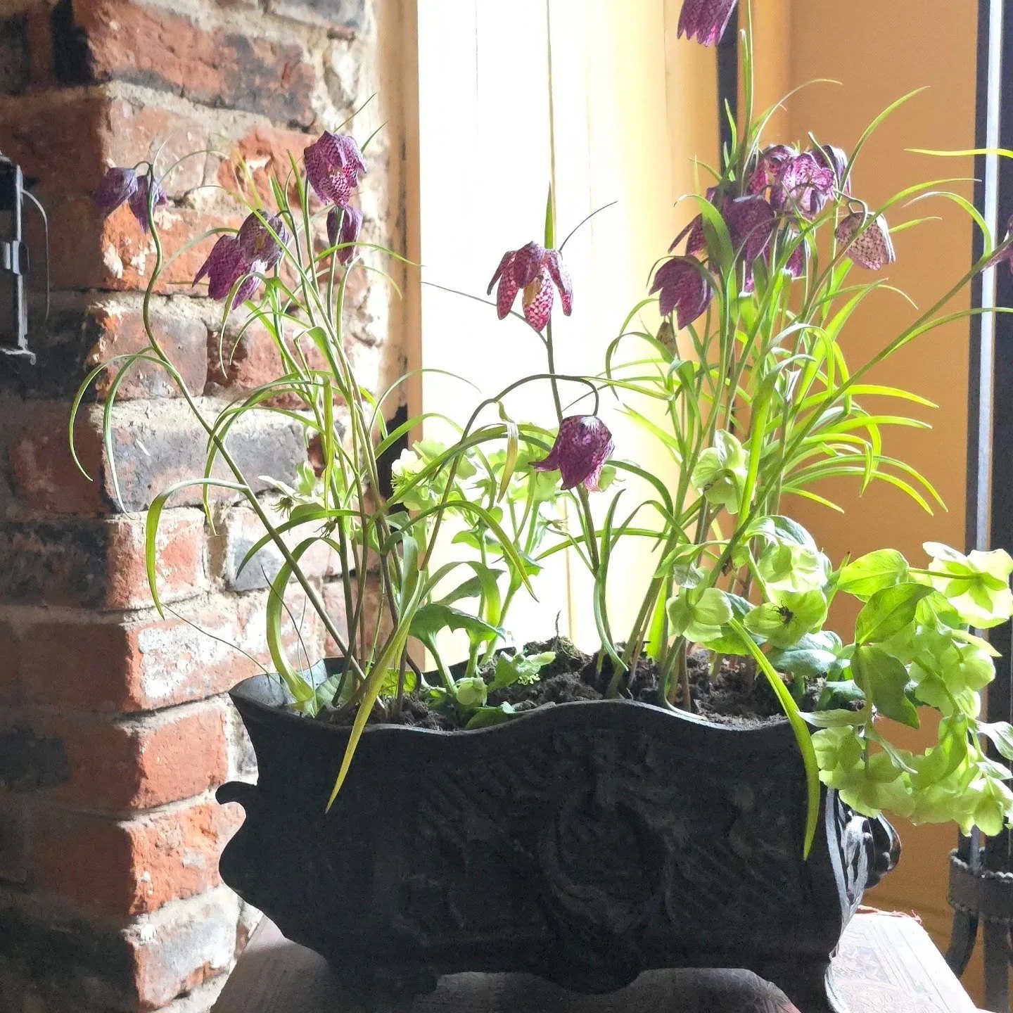 Cast iron, wreath motif, scroll feet.  French, 19th century, and entirely at ease on on a windowsill with fritillaria nodding over the rim.

There is something about a planted jardiniere in early spring that feels less like styling and more like seas