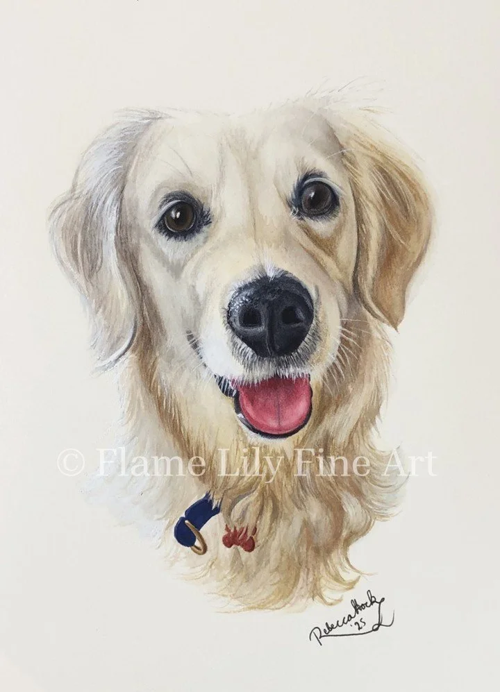 Realistic watercolour and gouache painting of a young female white labrador, hand-painted as a pet portrait commission by Rebecca Hock on Flame Lily Fine Art