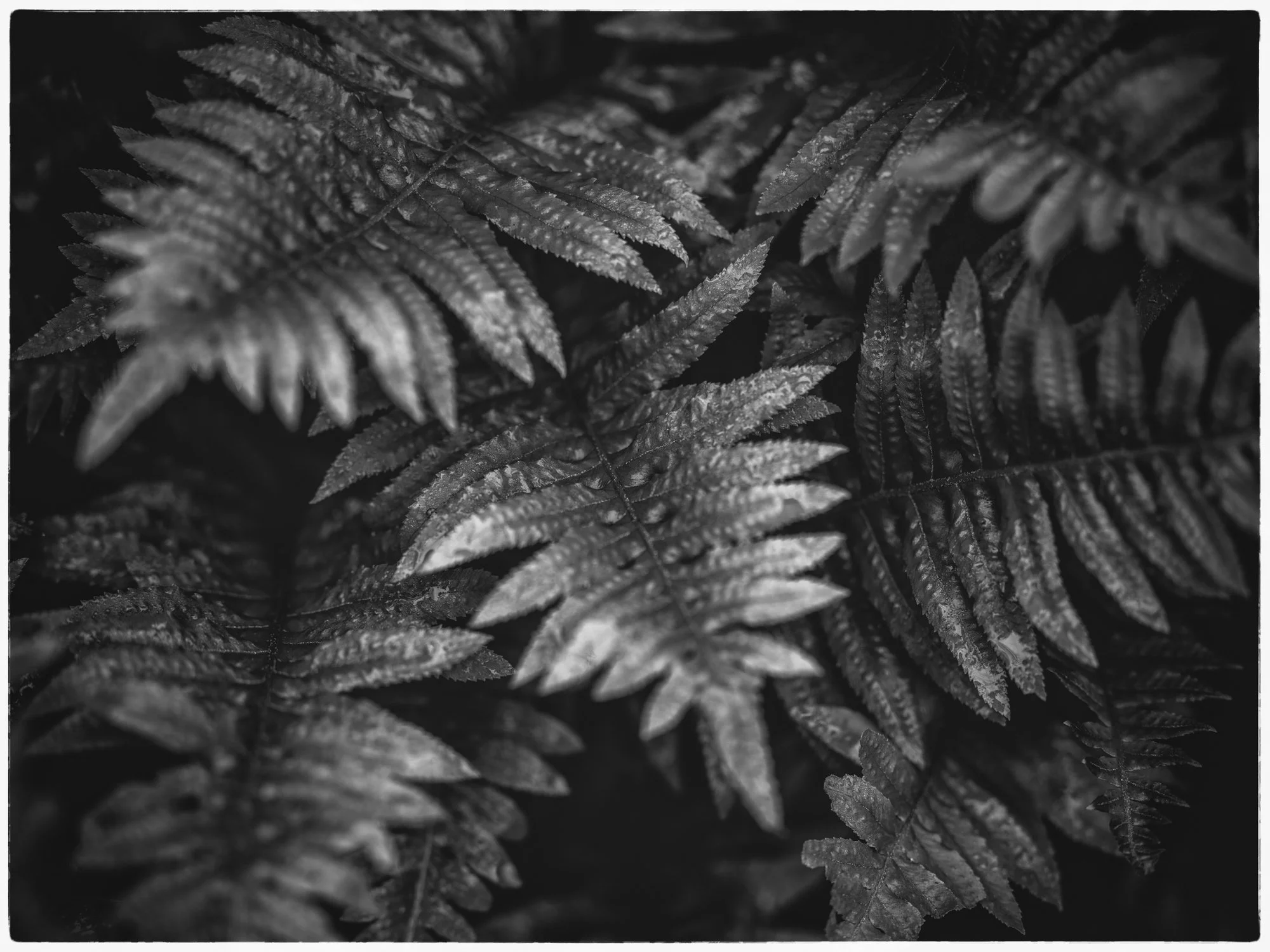 fern_fronds_monochrome.jpg